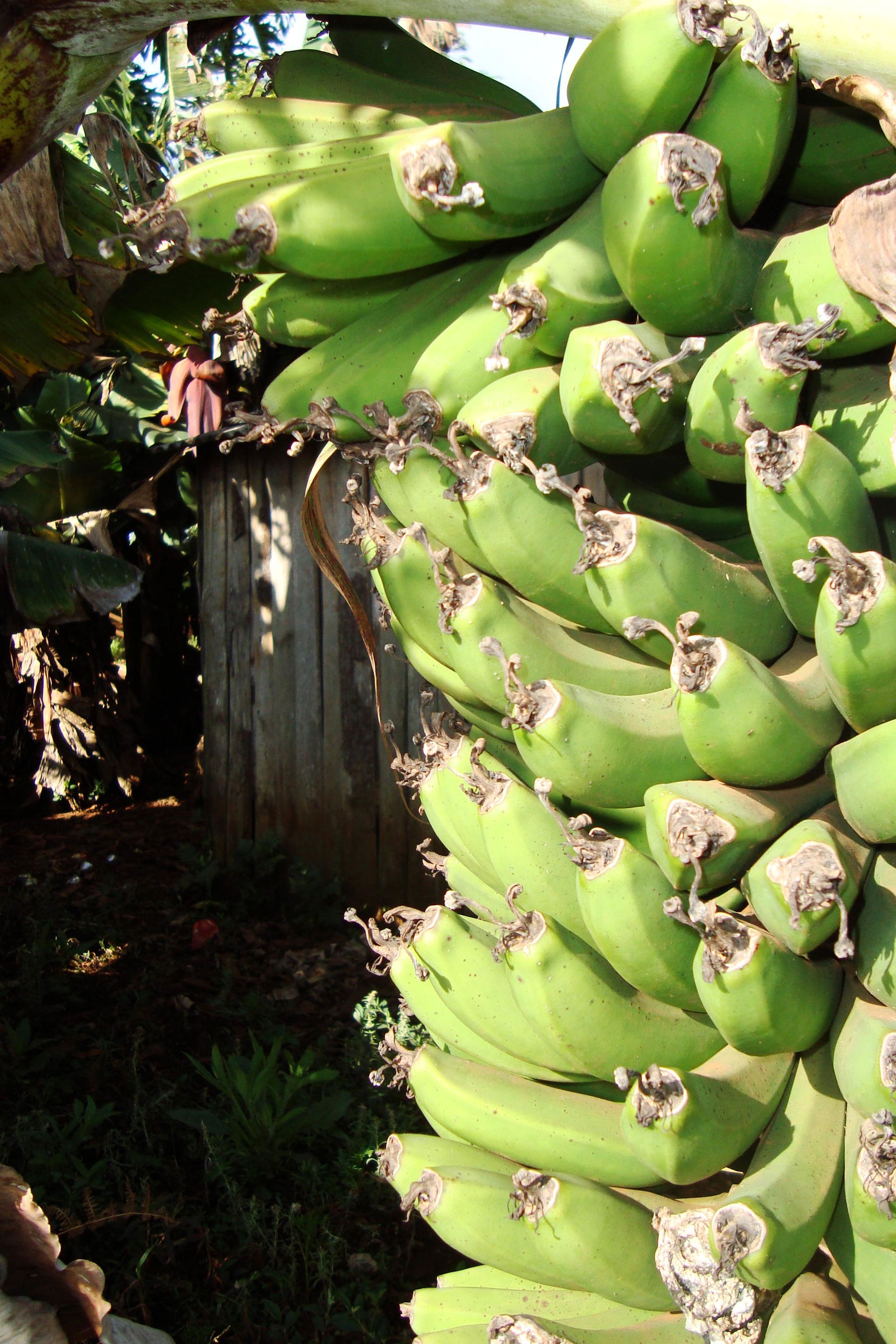 bananas de pitanga pr