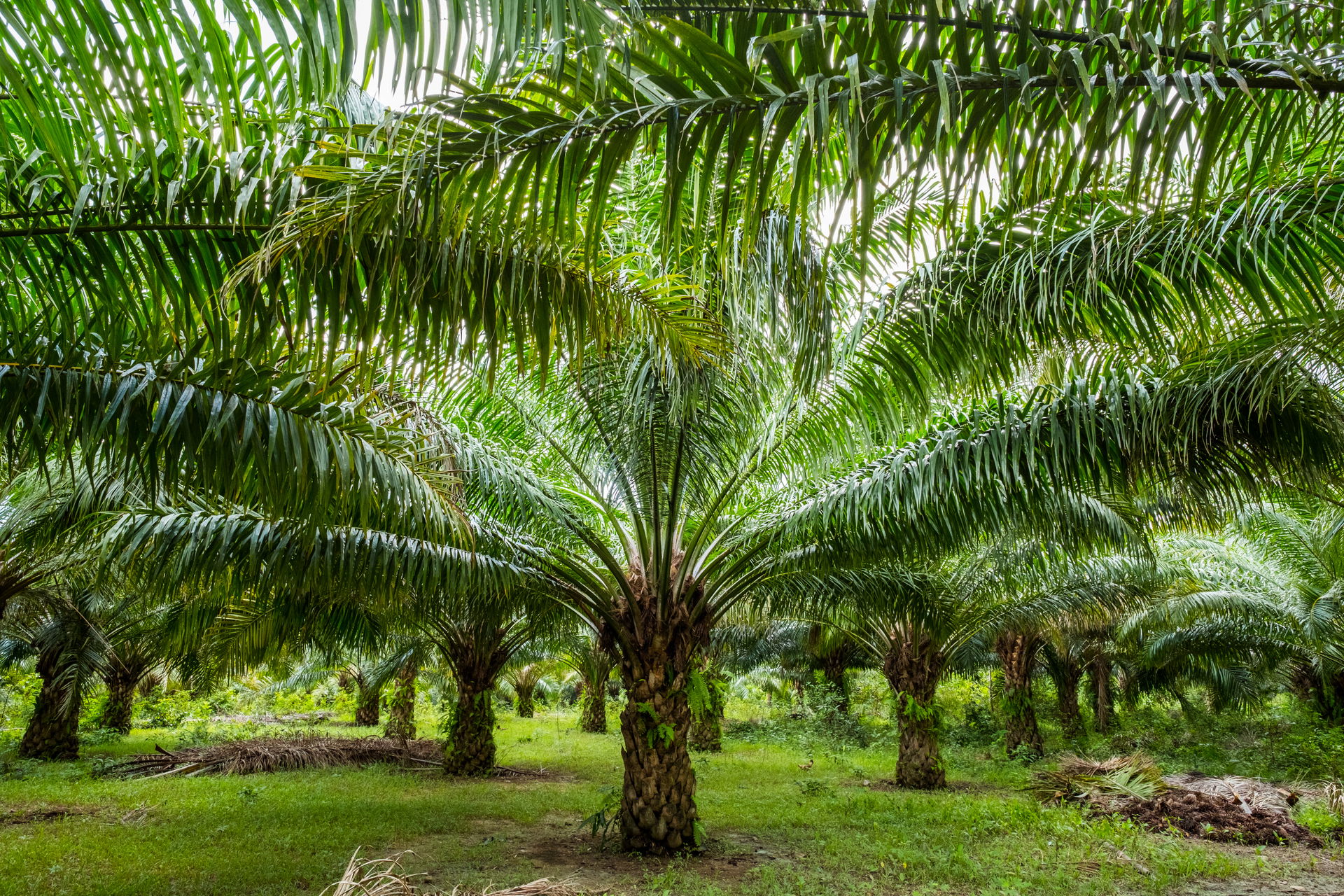 July 2017. Palm oil plantation. Aborlan, Barangay Sagpangan, Pa…