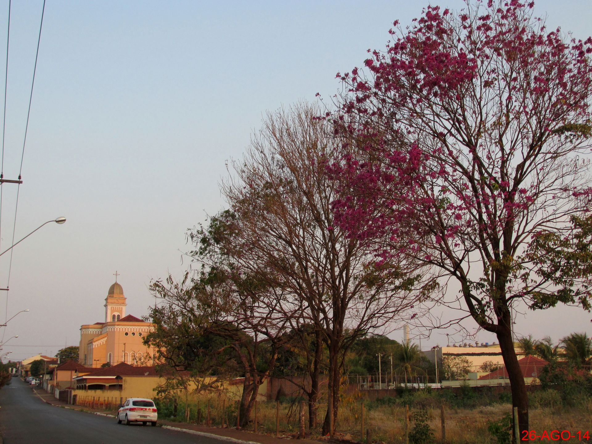 Ipê roxo (Tabebuia avellanedae) e ao fundo a Igreja Matriz de S…
