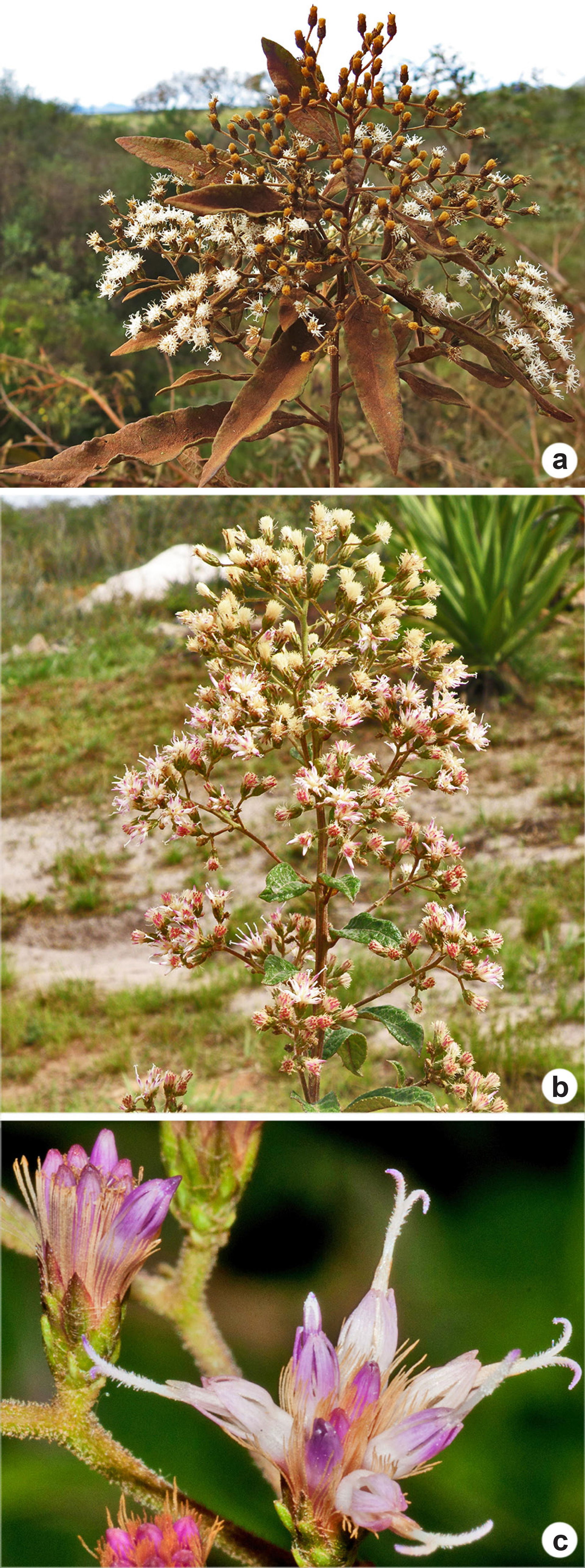 a. Vernonanthura polyanthes. b, c. Vernonanthura
subverticillat…