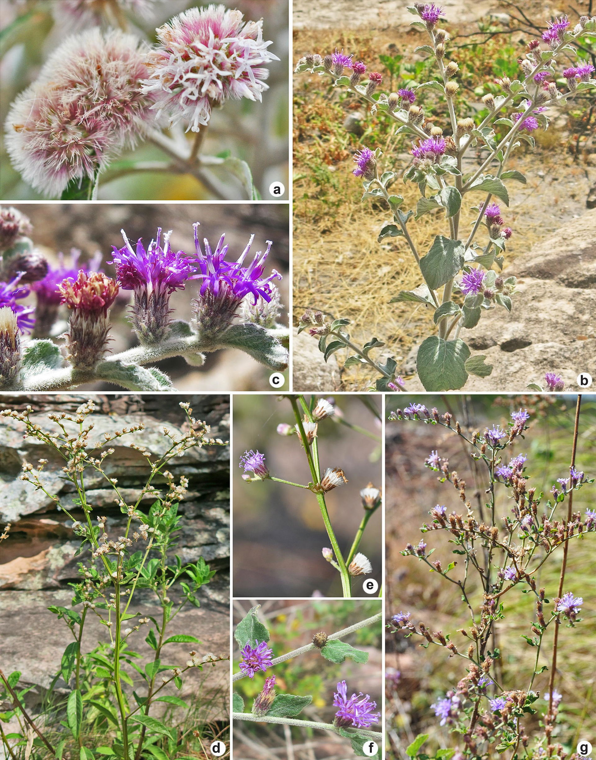 a. Eremanthus glomerulatus. b, c. Lepidaploa aurea. d, e. Lepid…
