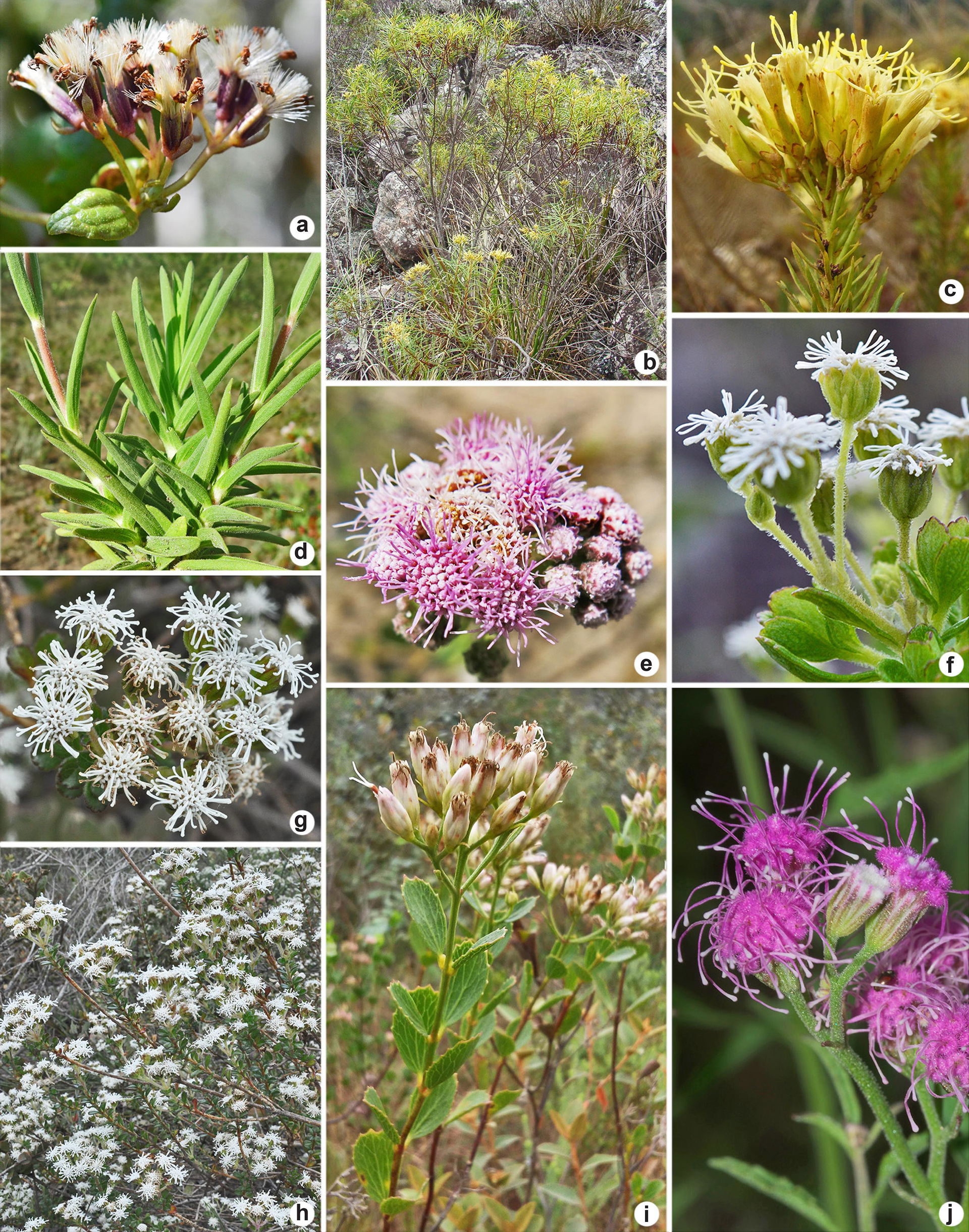 a. Mikania grazielae. b, c. Pseudobrickellia brasiliensis. d, e…