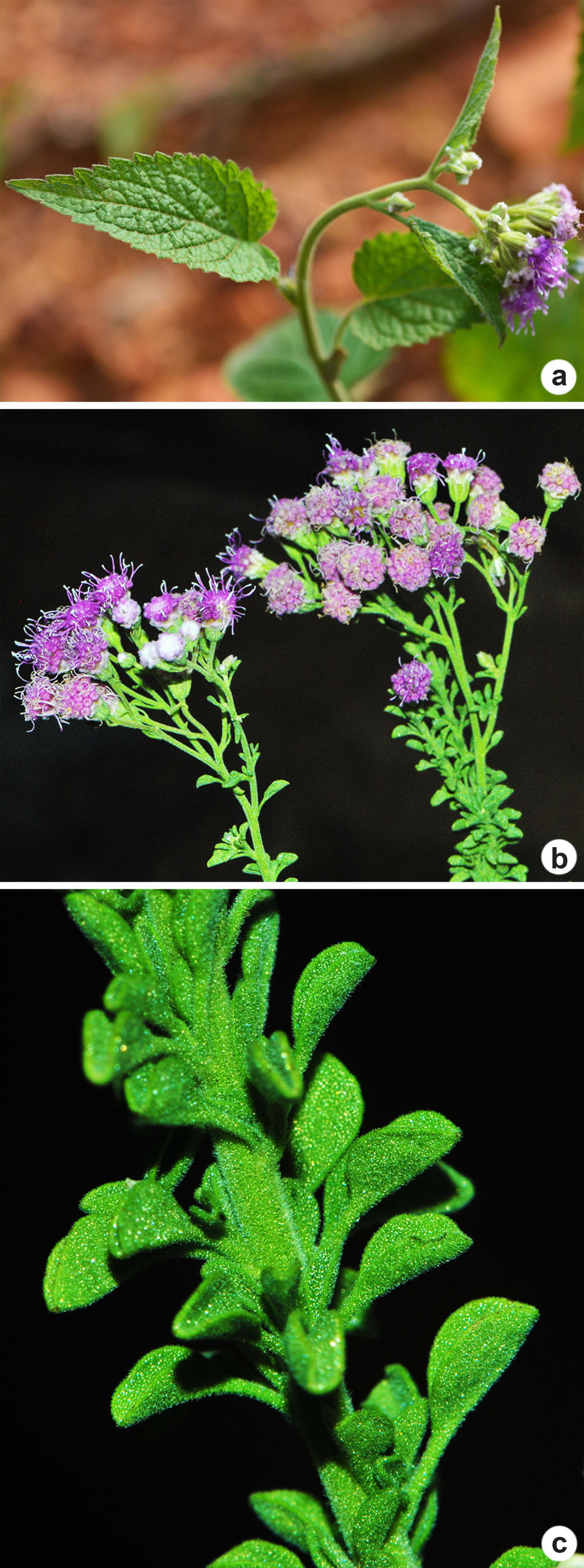 a. Trichogonia salviifolia. b, c. Trichogonia
tombadorensis. (A…