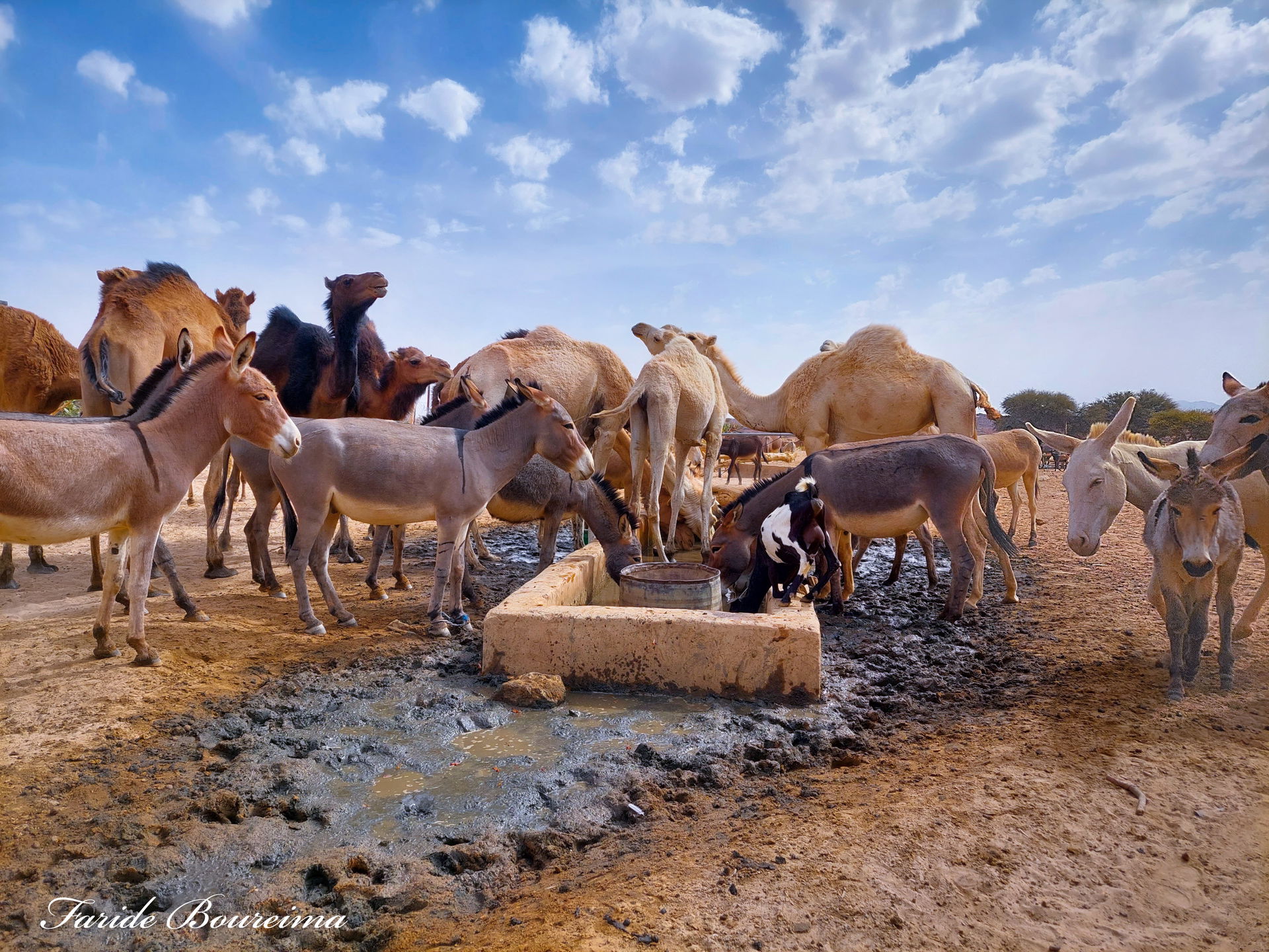 Des dromadaires et des ânes au puit pastorale de Assodé dans le…