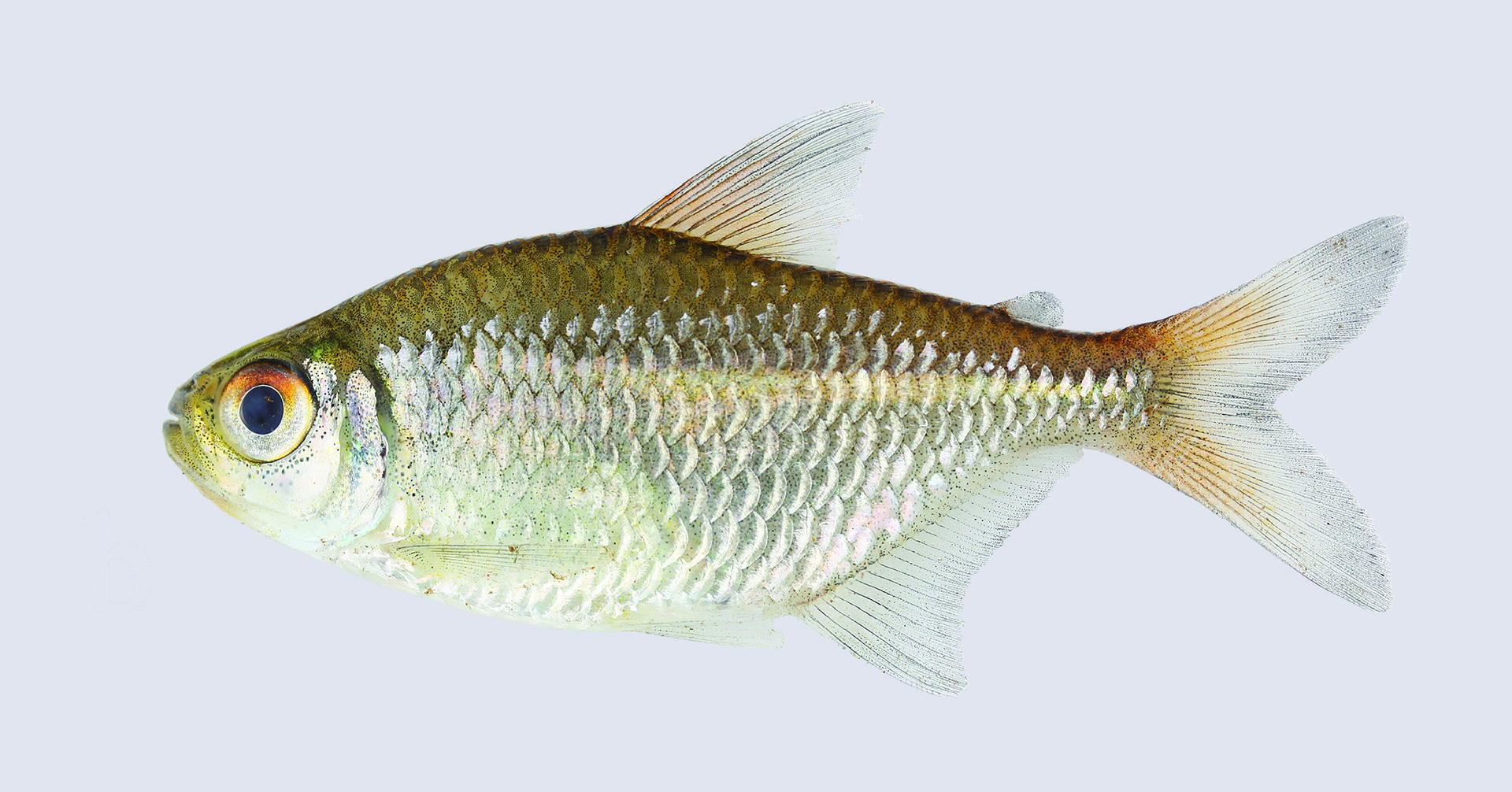Moenkhausia mutum paratype, live coloration, MZUSP 117072, 53.6…
