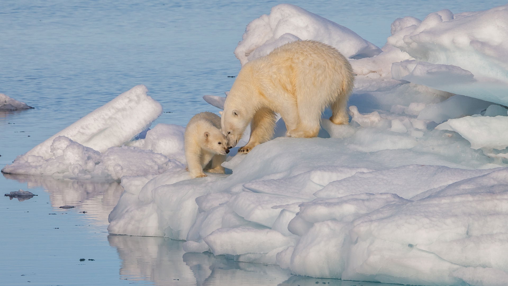 A female polar bear (Ursus maritimus) and its cub on dense drif…