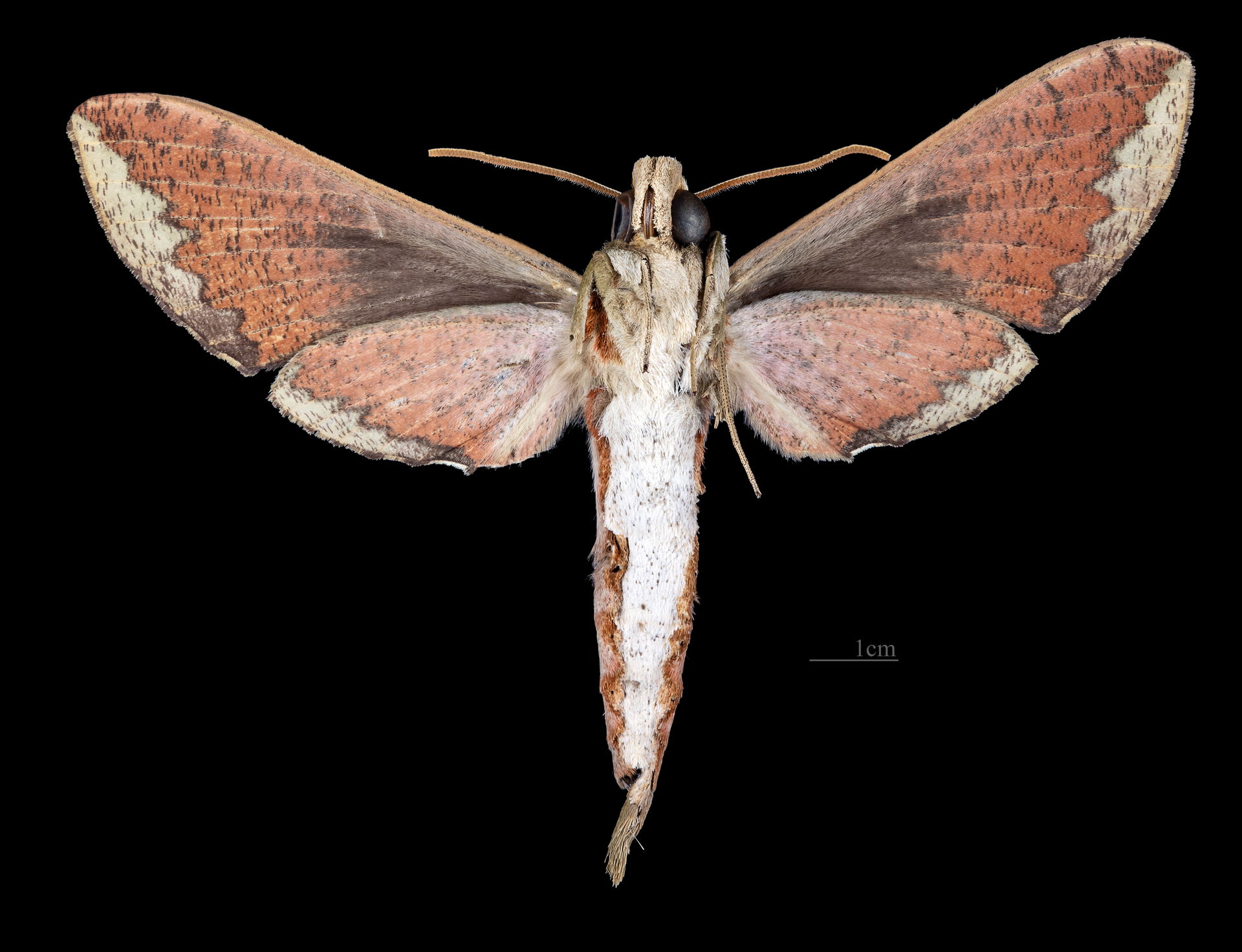 Xylophanes rothschildi - △ Ventral side
Collection of the Mathe…