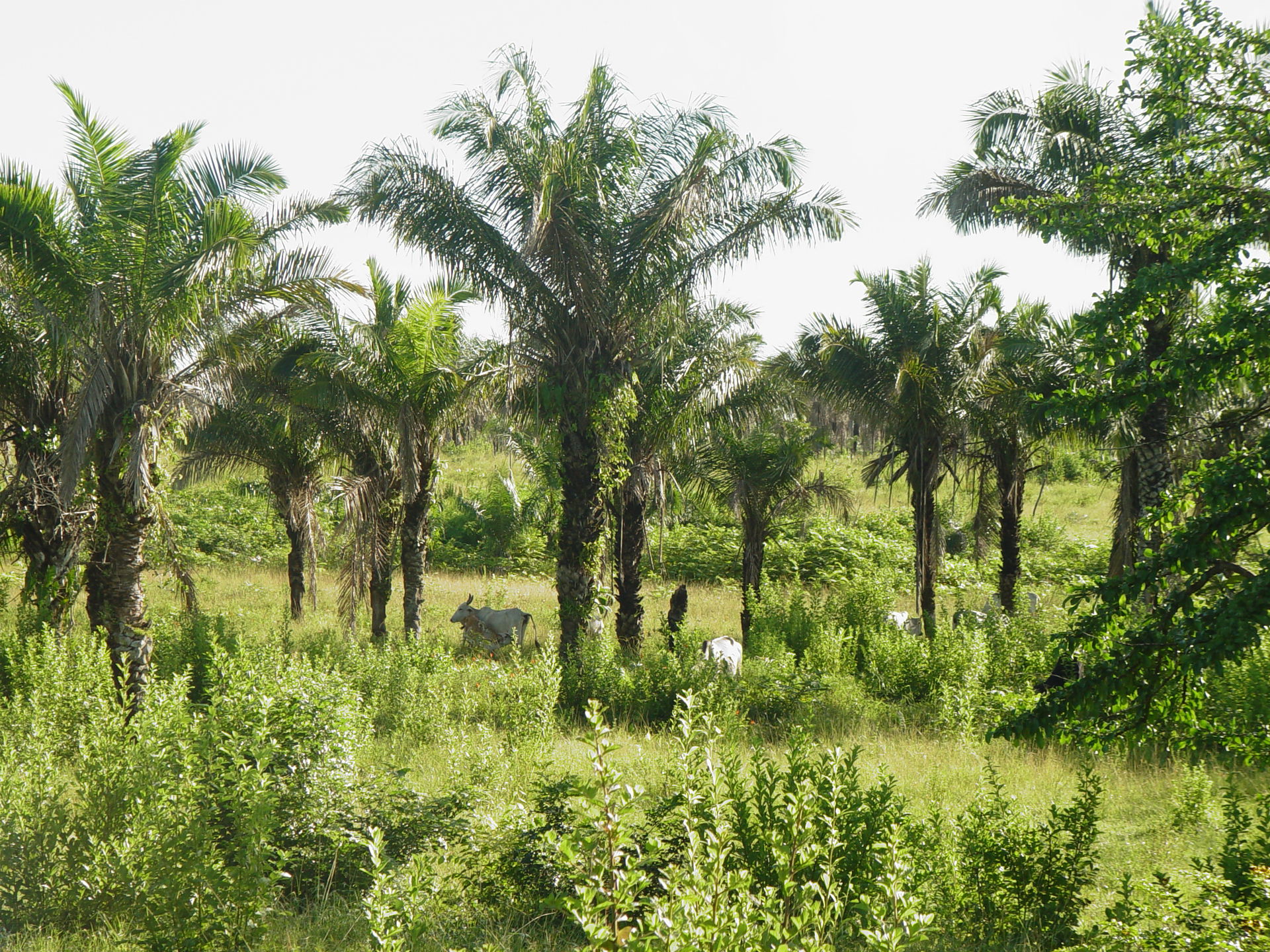 Attalea phalerata population in Turiaçu, Maranhão state, Brazil
