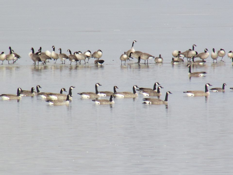 Swimming - Loveland, CO