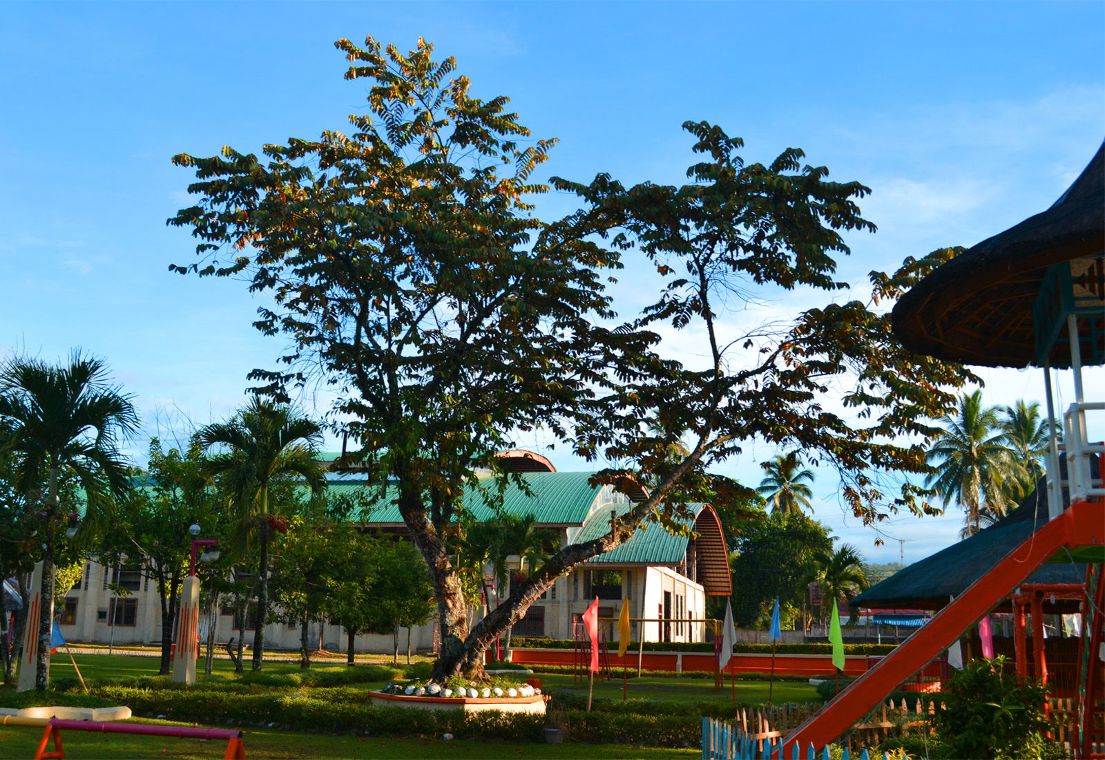 Bayog tree in Bayog, Zamboanga del Sur