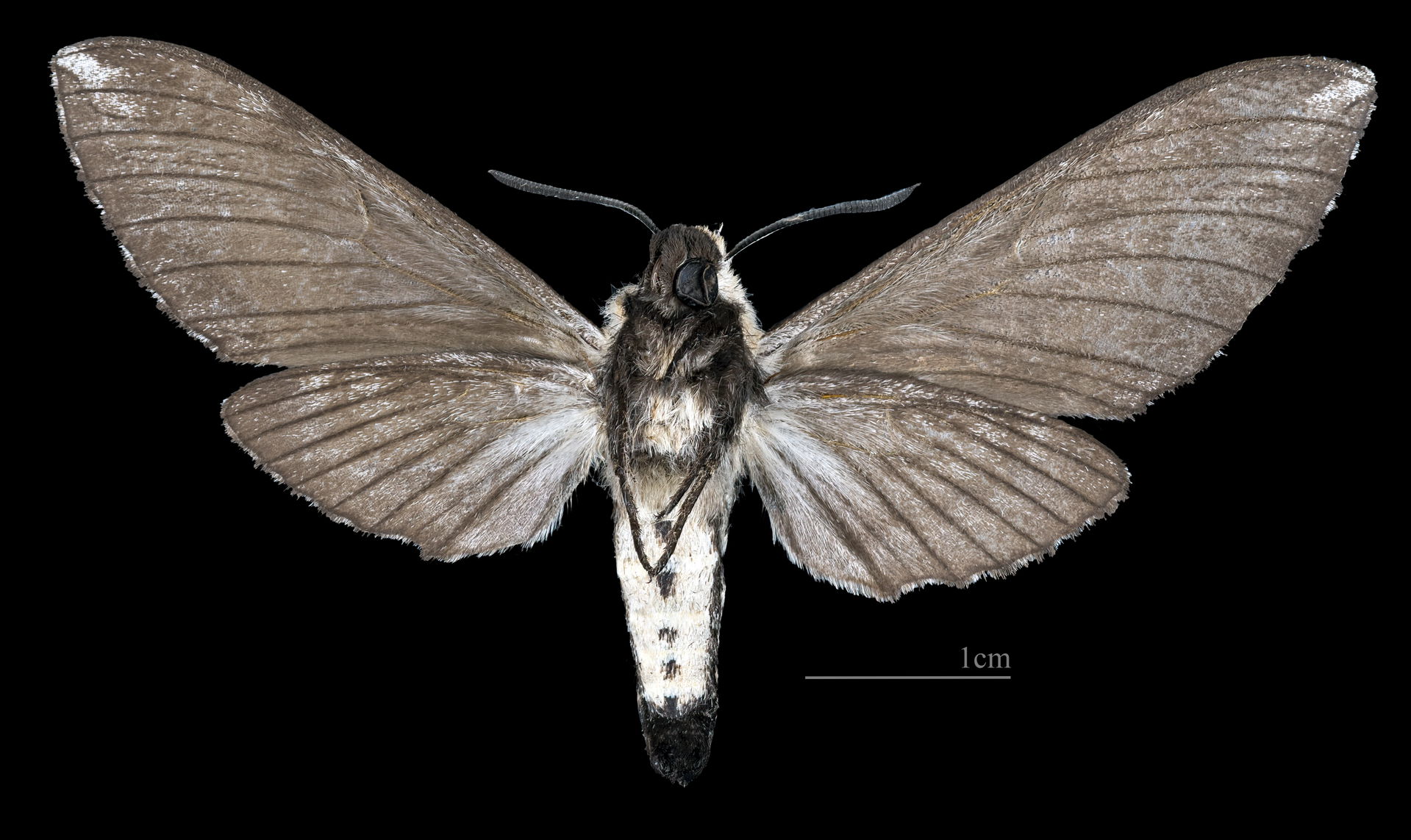 Neogene dynaeus - Ventral side
