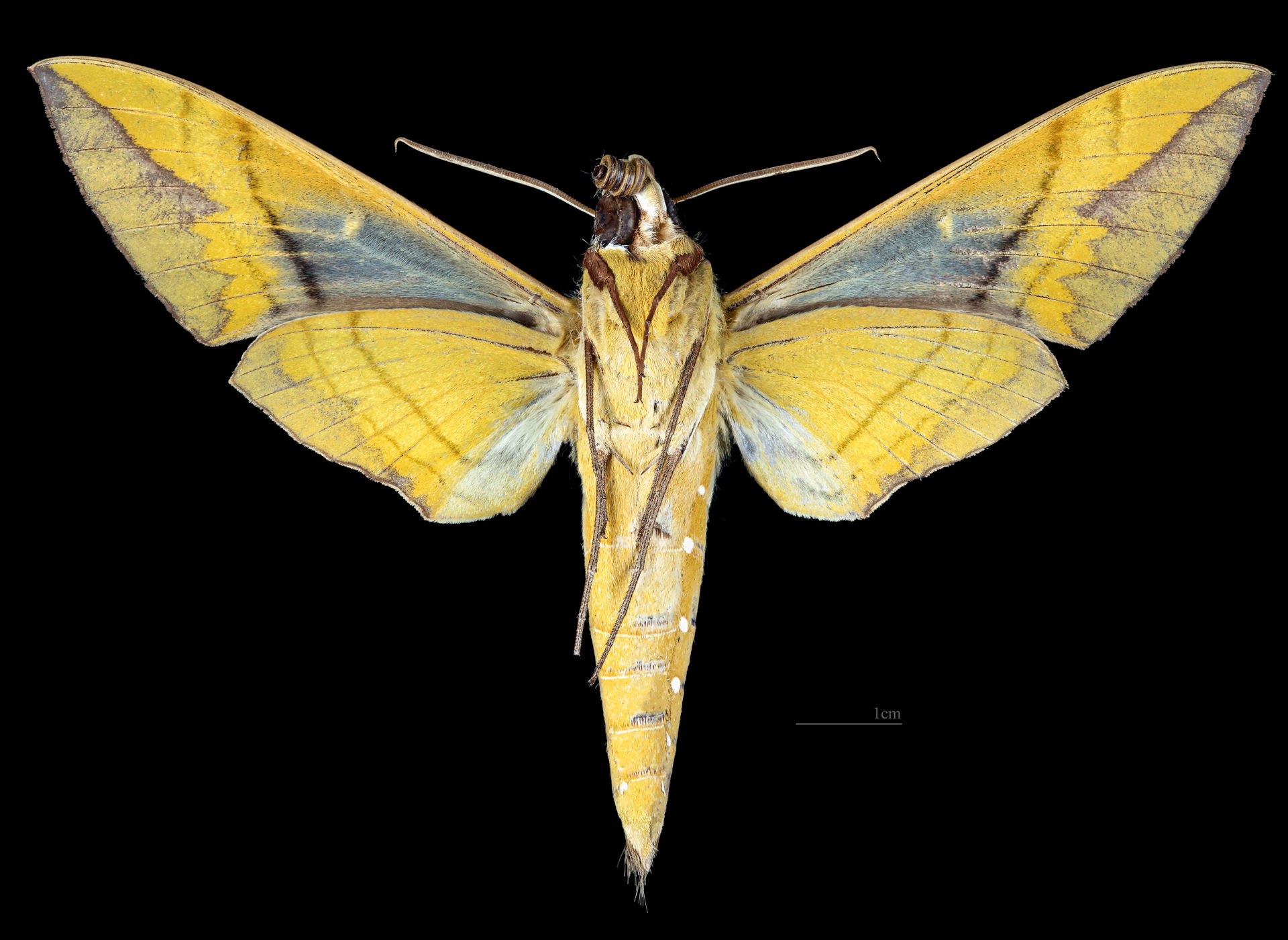 Eumorpha labruscae - △ Ventral side