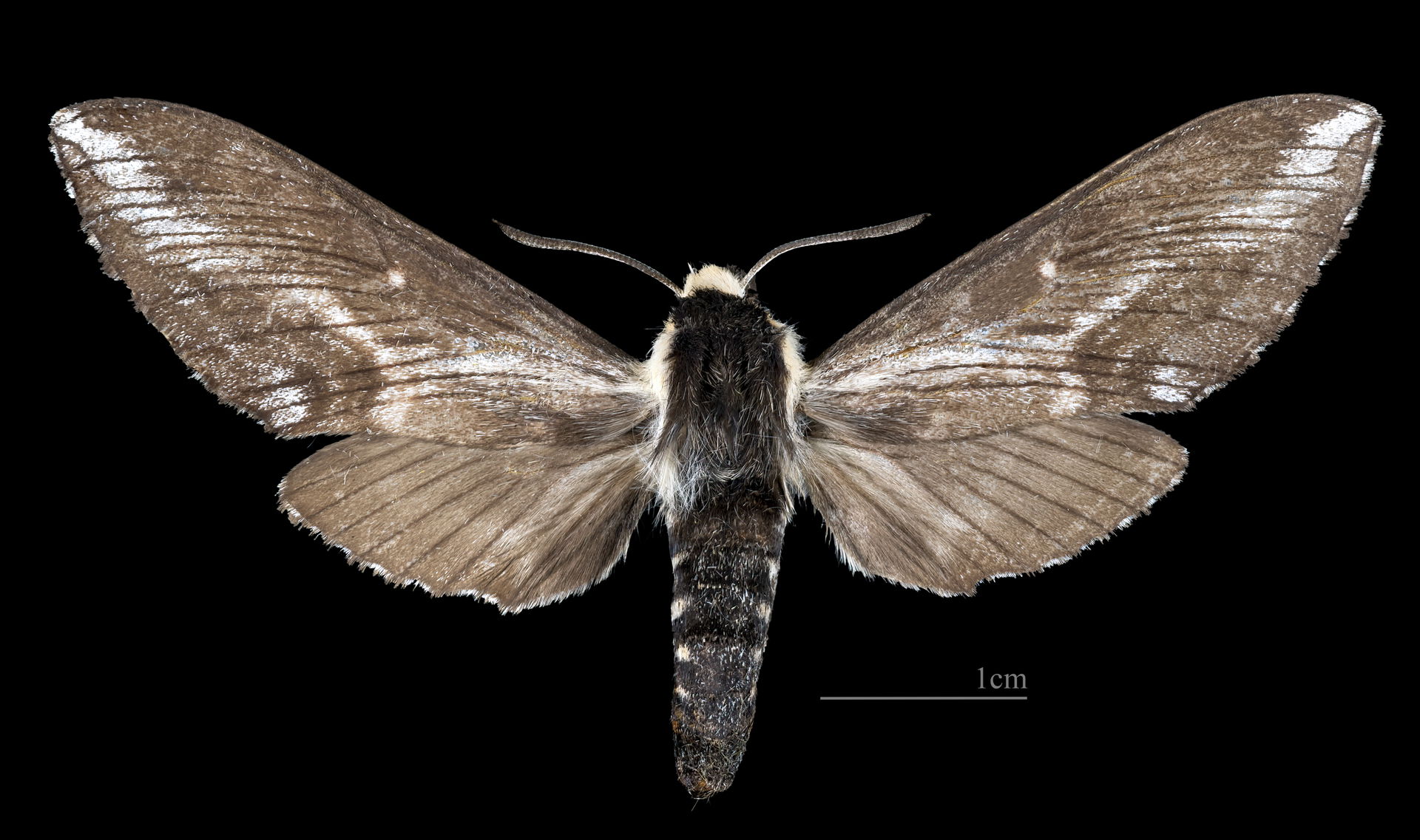Neogene dynaeus - Dorsal side