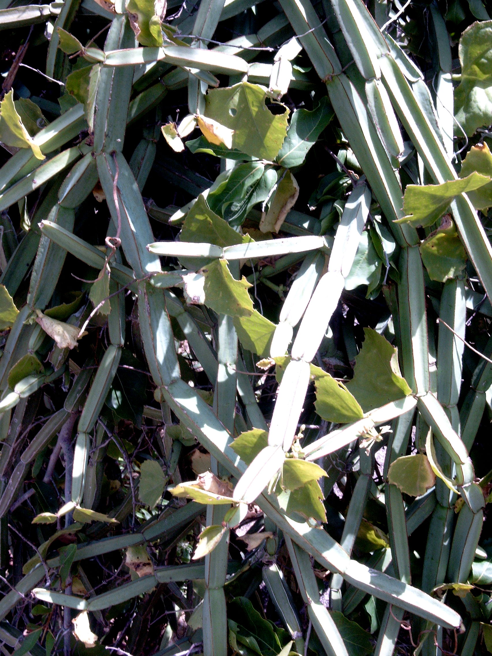 Cissus quadrangularis near Bogandé, Burkina Faso.