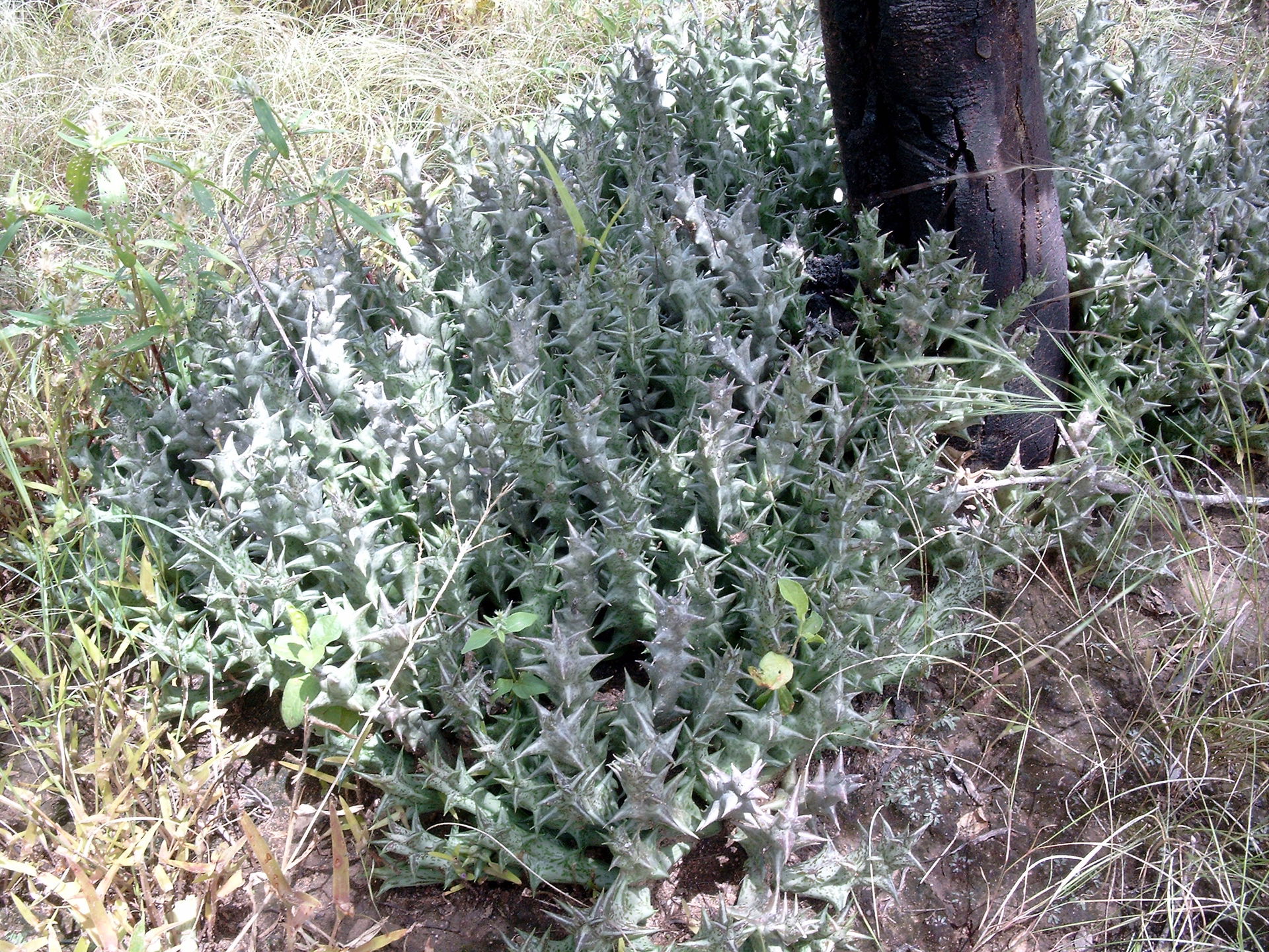 Orbea decaisneana near Bogandé, eastern Burkina Faso