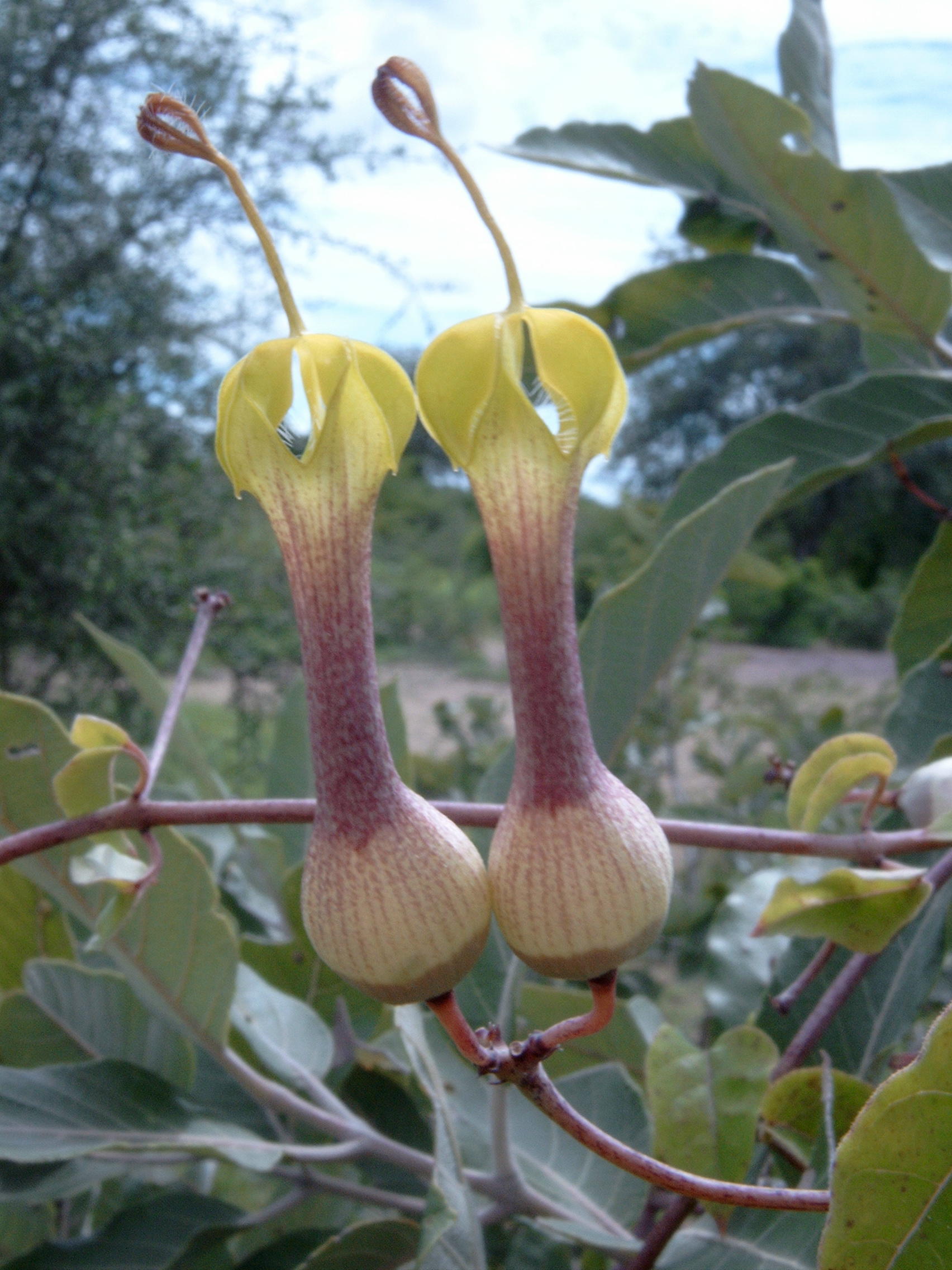flowers of Ceropegia rhynchantha. between Fada N'Gourma and Bog…