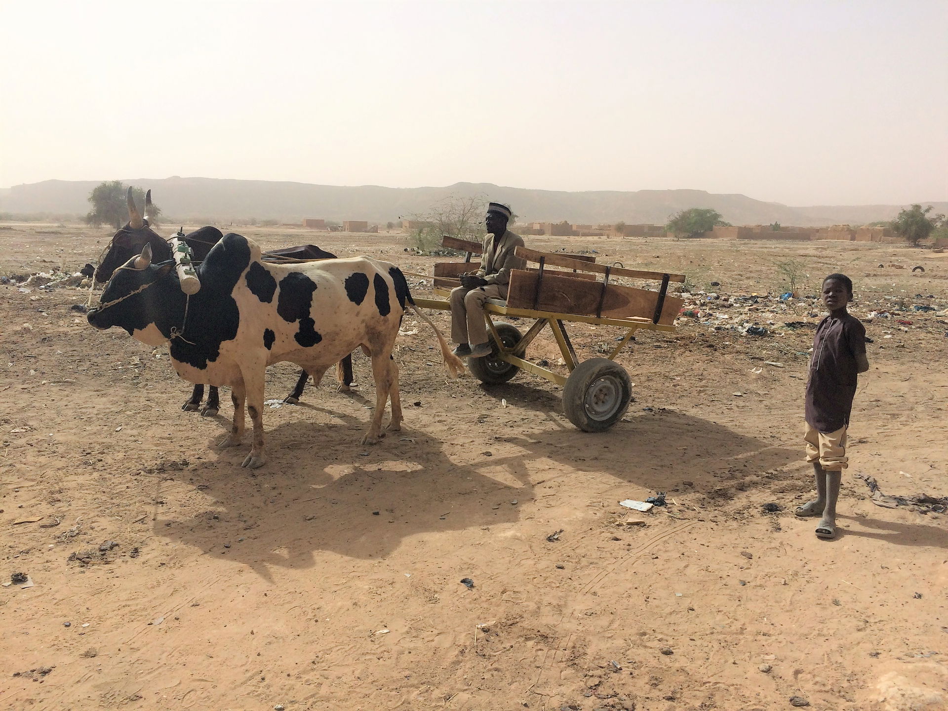 Man with an ox-drawn cart in the outskirts of Filingué (Filingu…