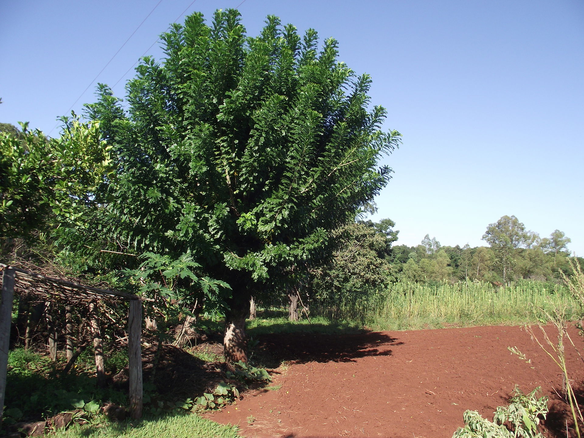 Em Mandaguarí/PR