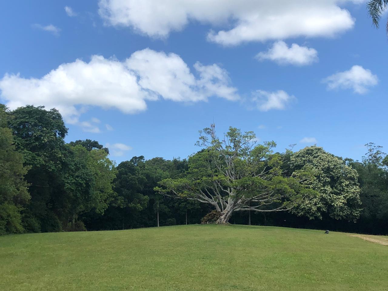 Árvore em Viamão, Rio Grande do Sul, em dezembro de 2018.