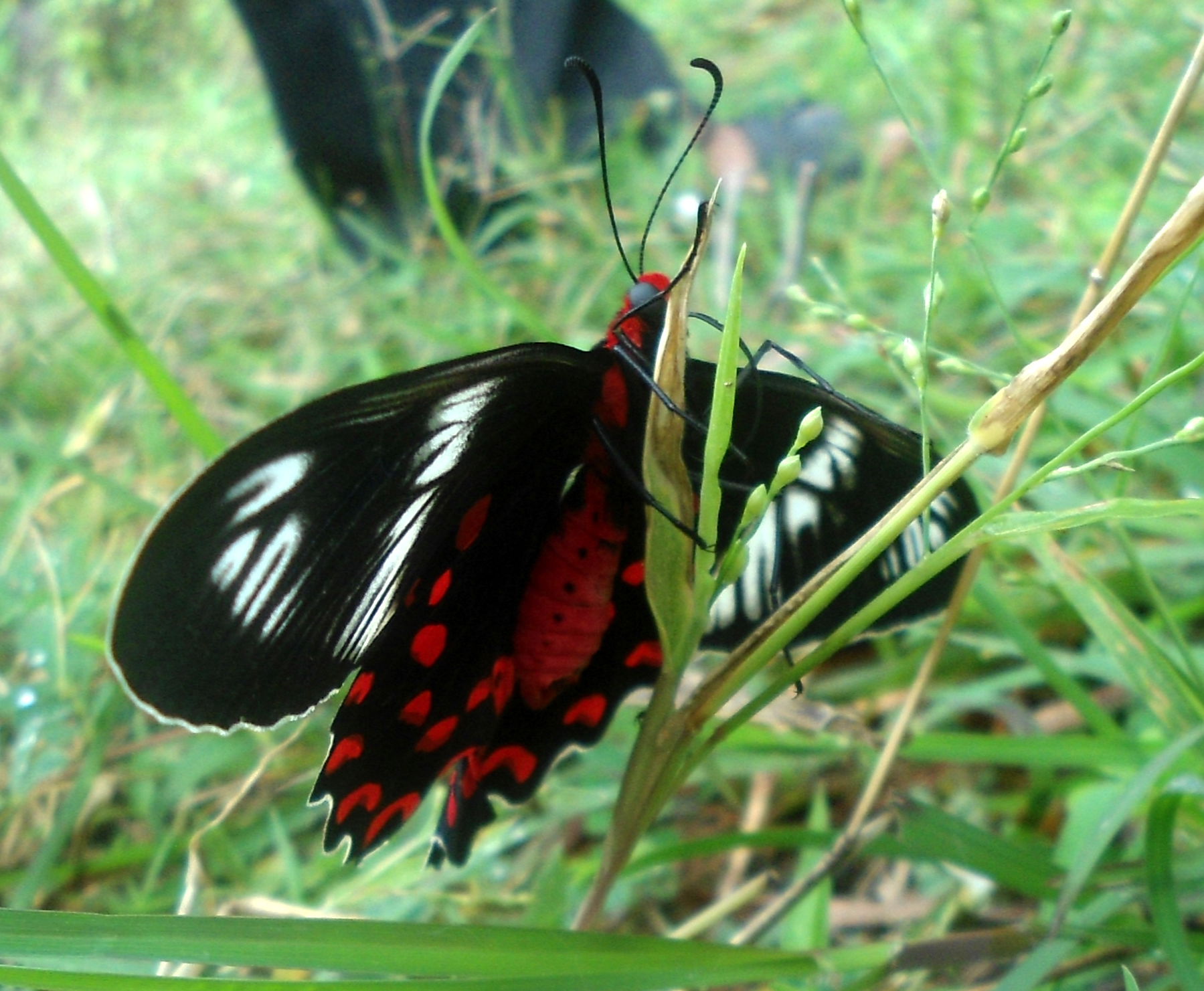 (Atrophaneura hector) Crimson Rose at Yeleswaram along the East…