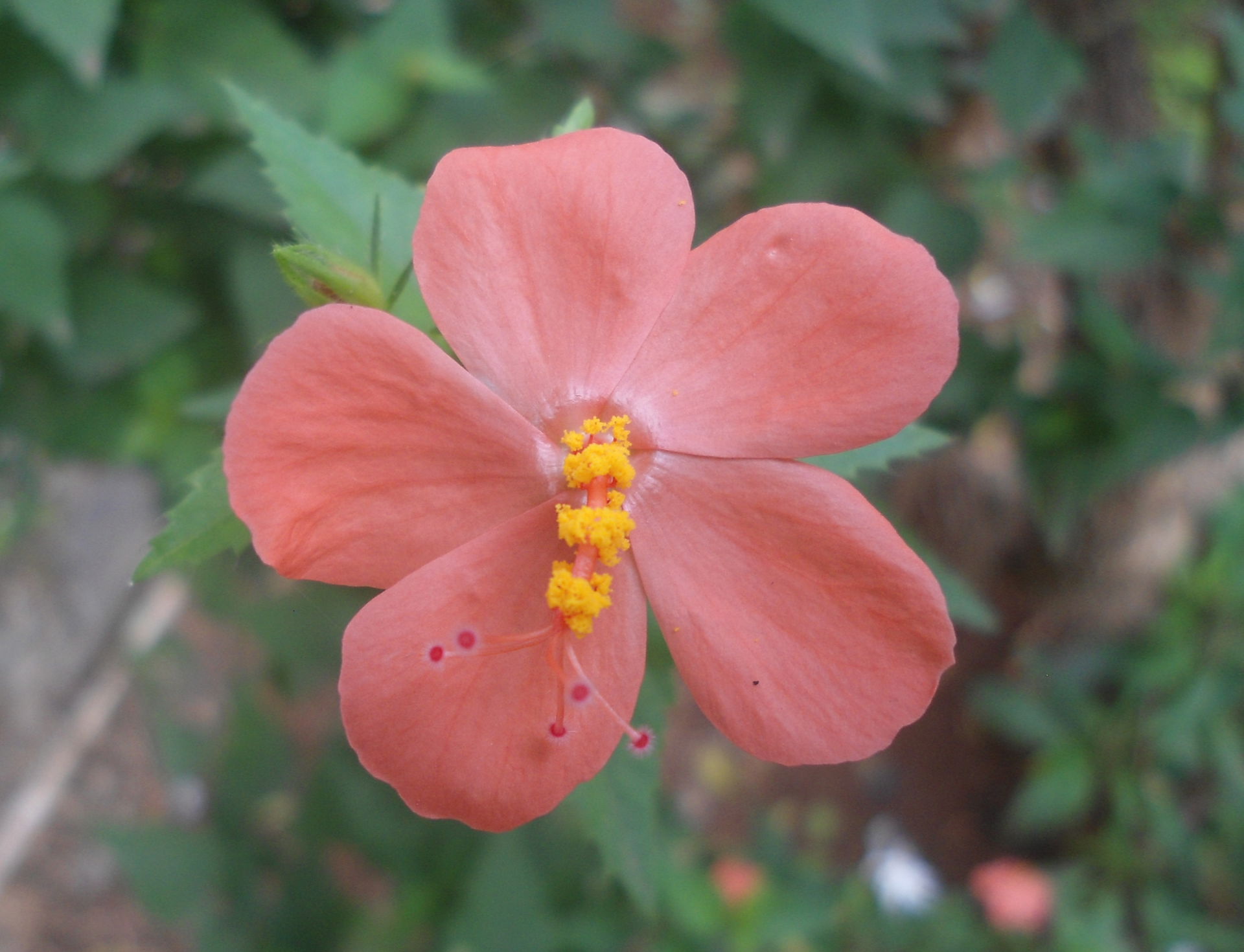 A red lesser mallow flower (hibiscus hirtus) at Yeleswaram, Eas…