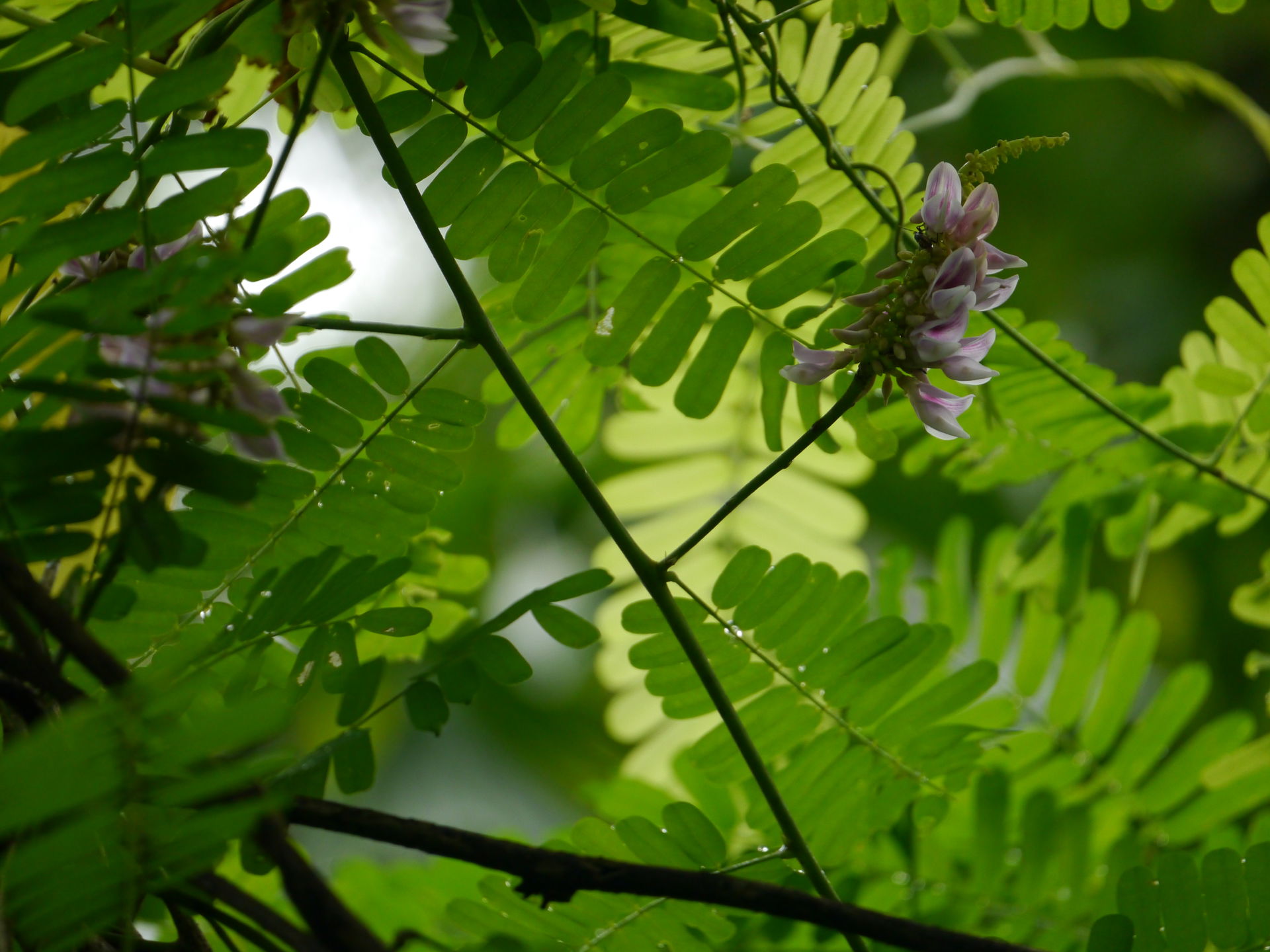 <a href="https://www.flickr.com/search/?q=Fabaceae&w=913…