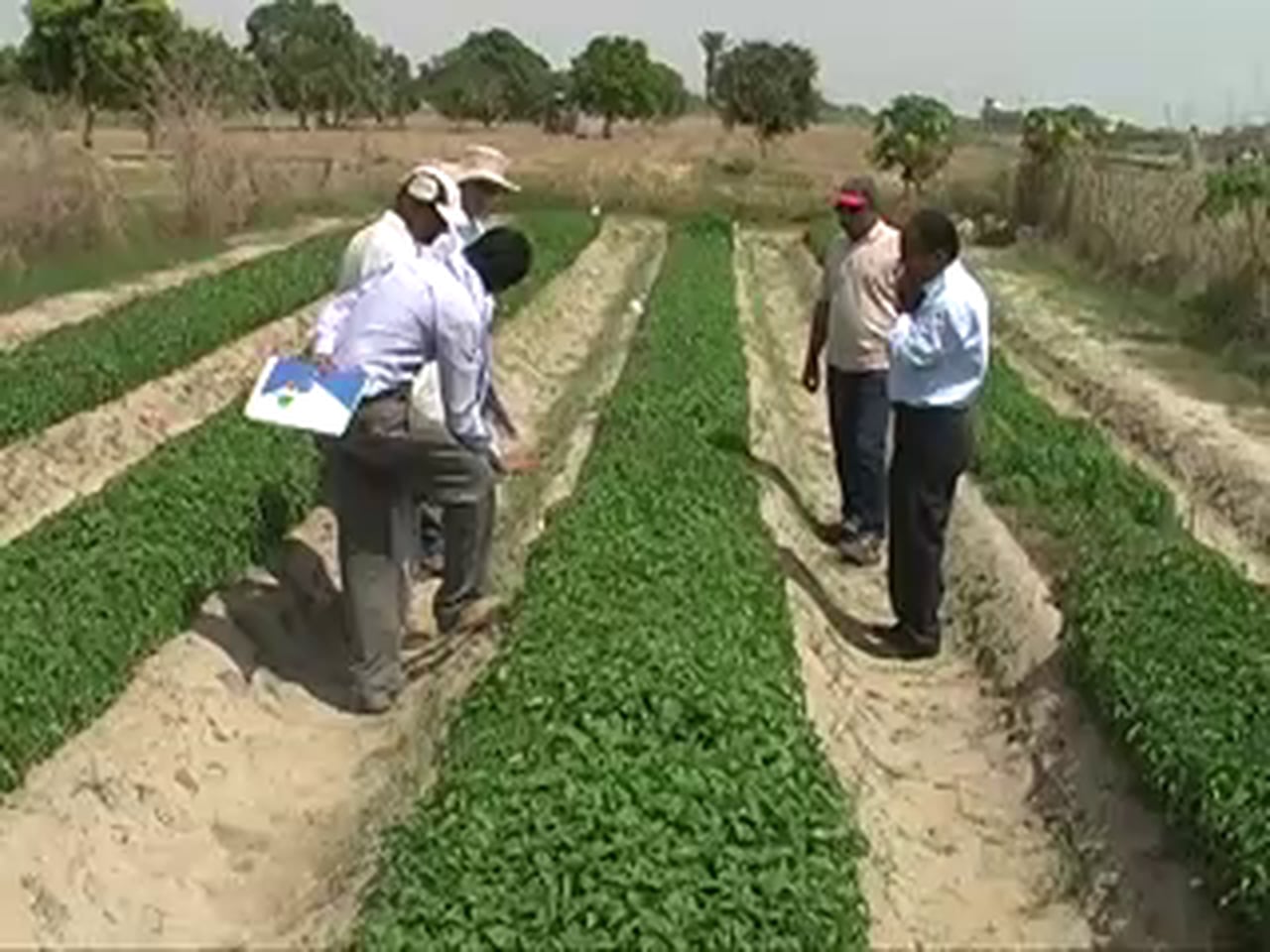 Need of the hour is to start a chili dehydration plant at Kunri