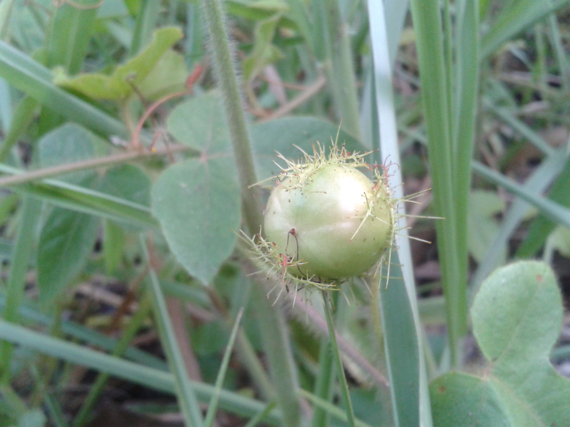 Fruto sin Madurar del Cacapache.