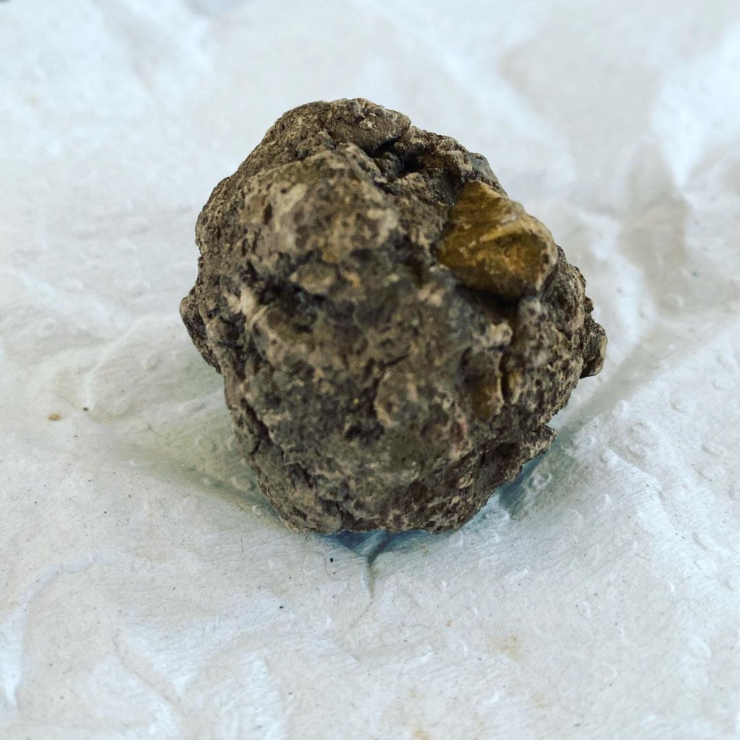 Bolita de chogosta de Jaltipan, Veracruz