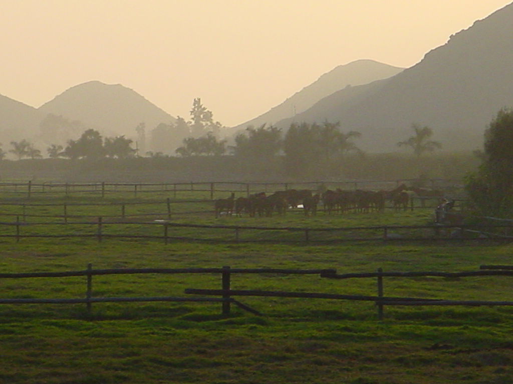 Foto tomada a los caballos de polo