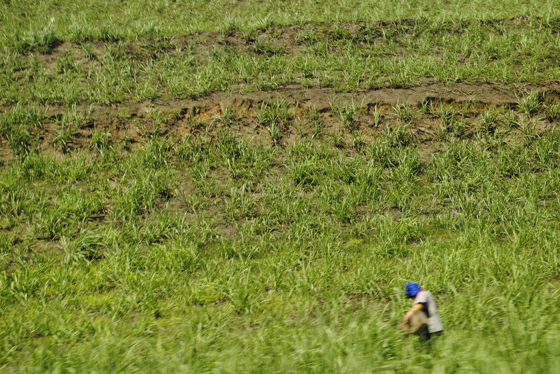 Trabalhador no canavial - São Luiz do Quitunde - Alagoas