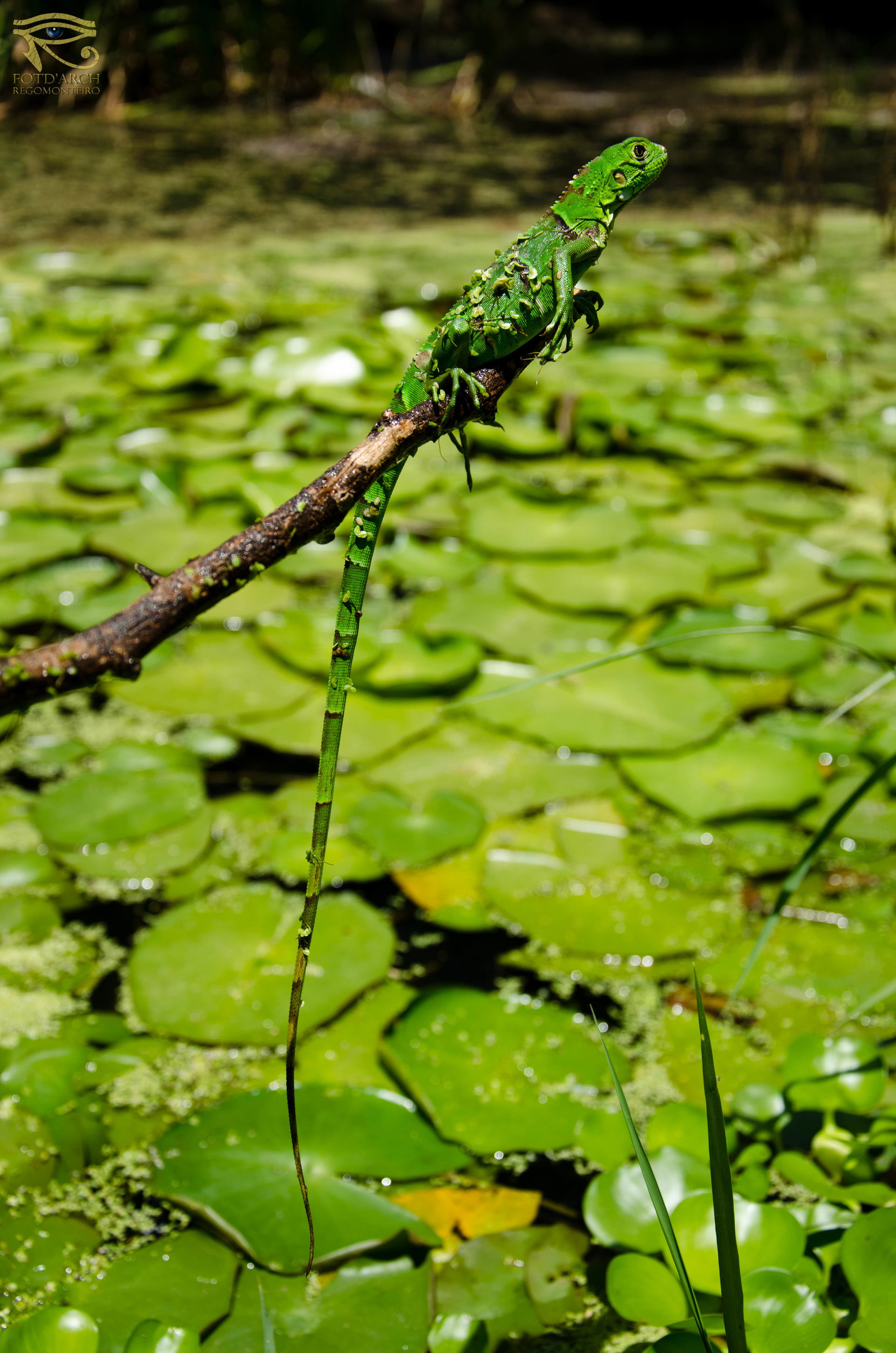Um filhote de iguana, surpreendentemente ainda resiste no que r…