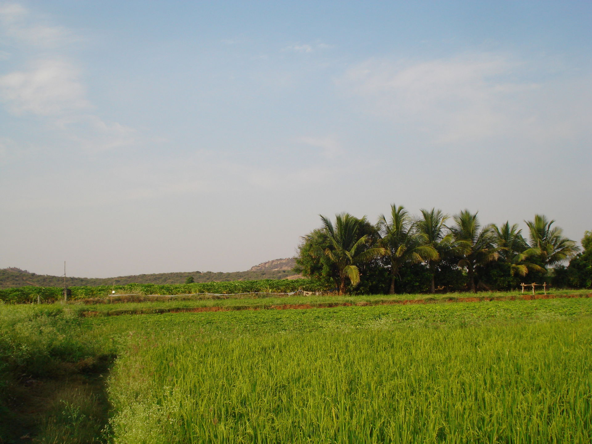 Beatuiful Rice and Pappya fileds in South Kalyandurg