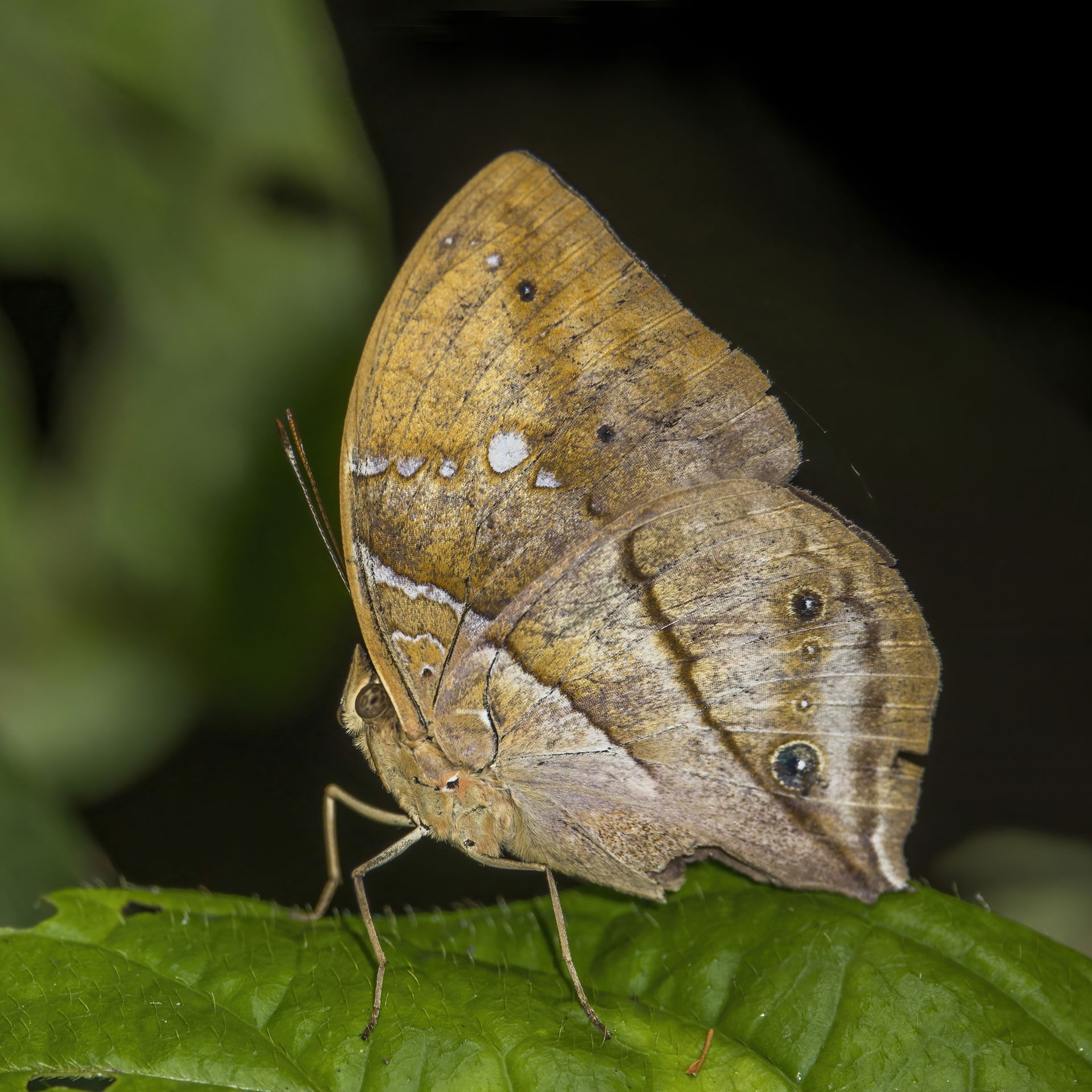 African leaf (Kallimoides rumia rumia), Kakum National Park, Gh…
