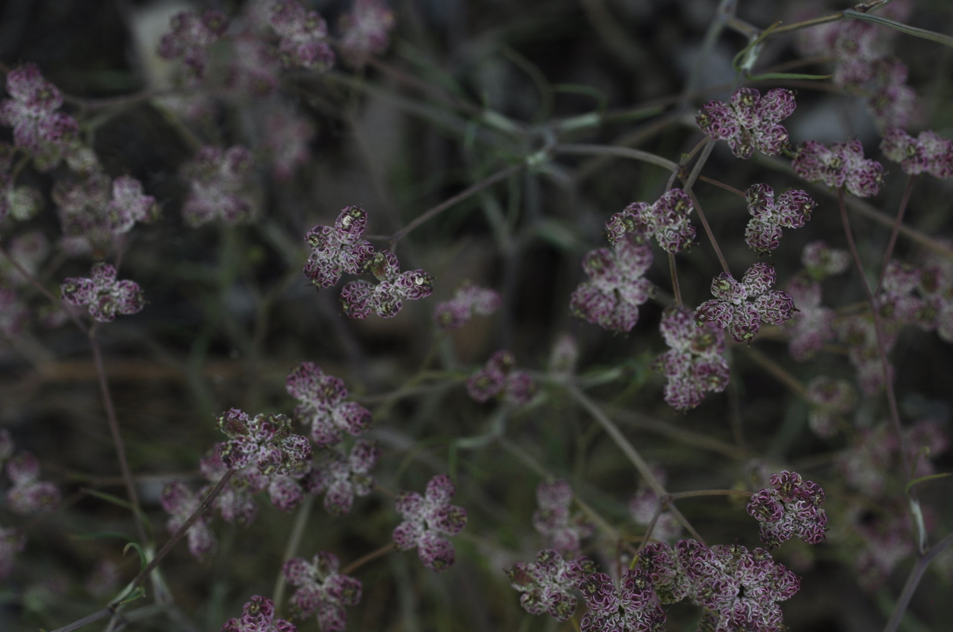 An endemic Crimean plant Rumia crithmifolia (Willd.) K.-Pol., t…