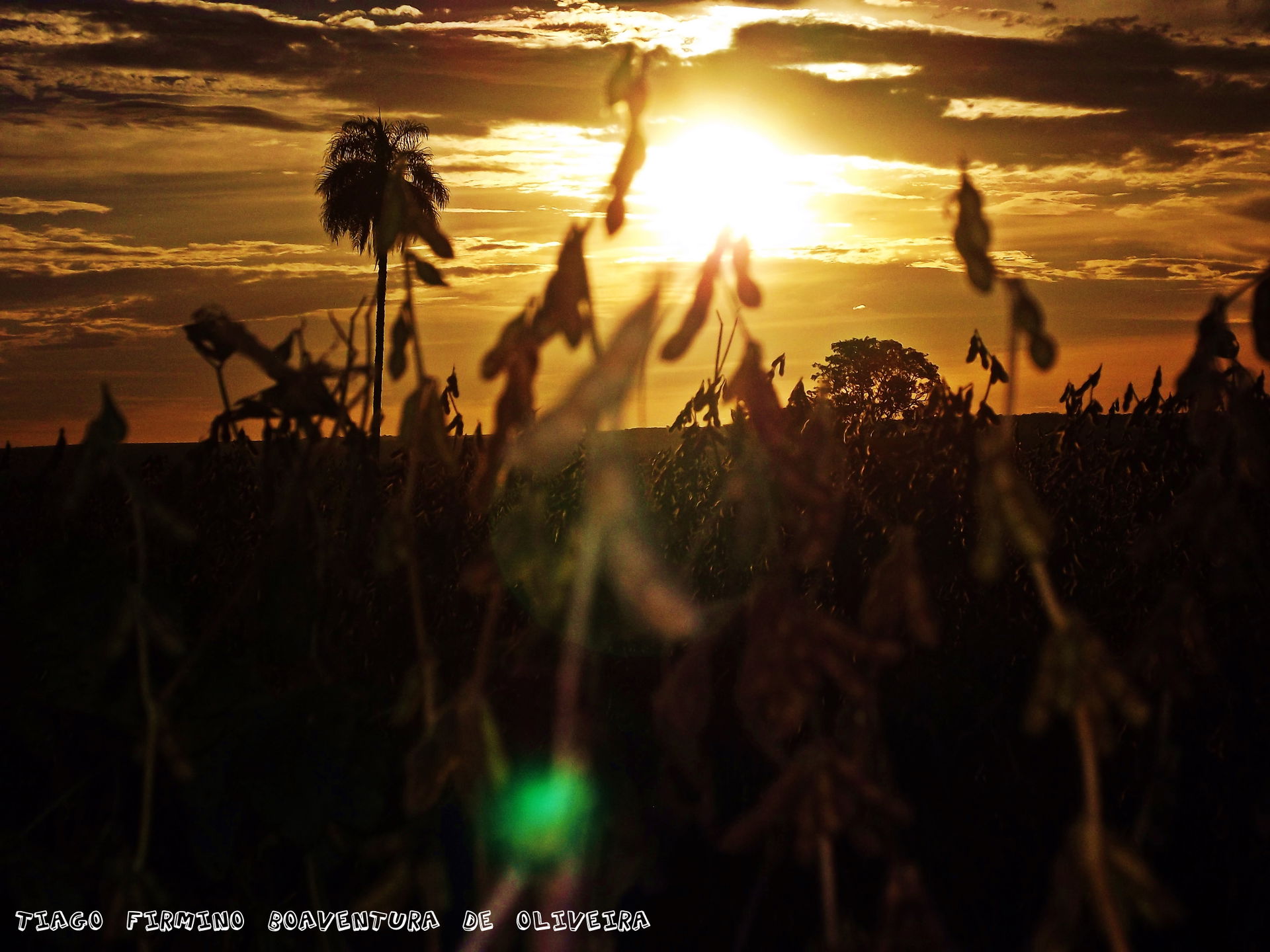 Contraste sol e soja. Fazenda Santana Goiatuba Goiás.