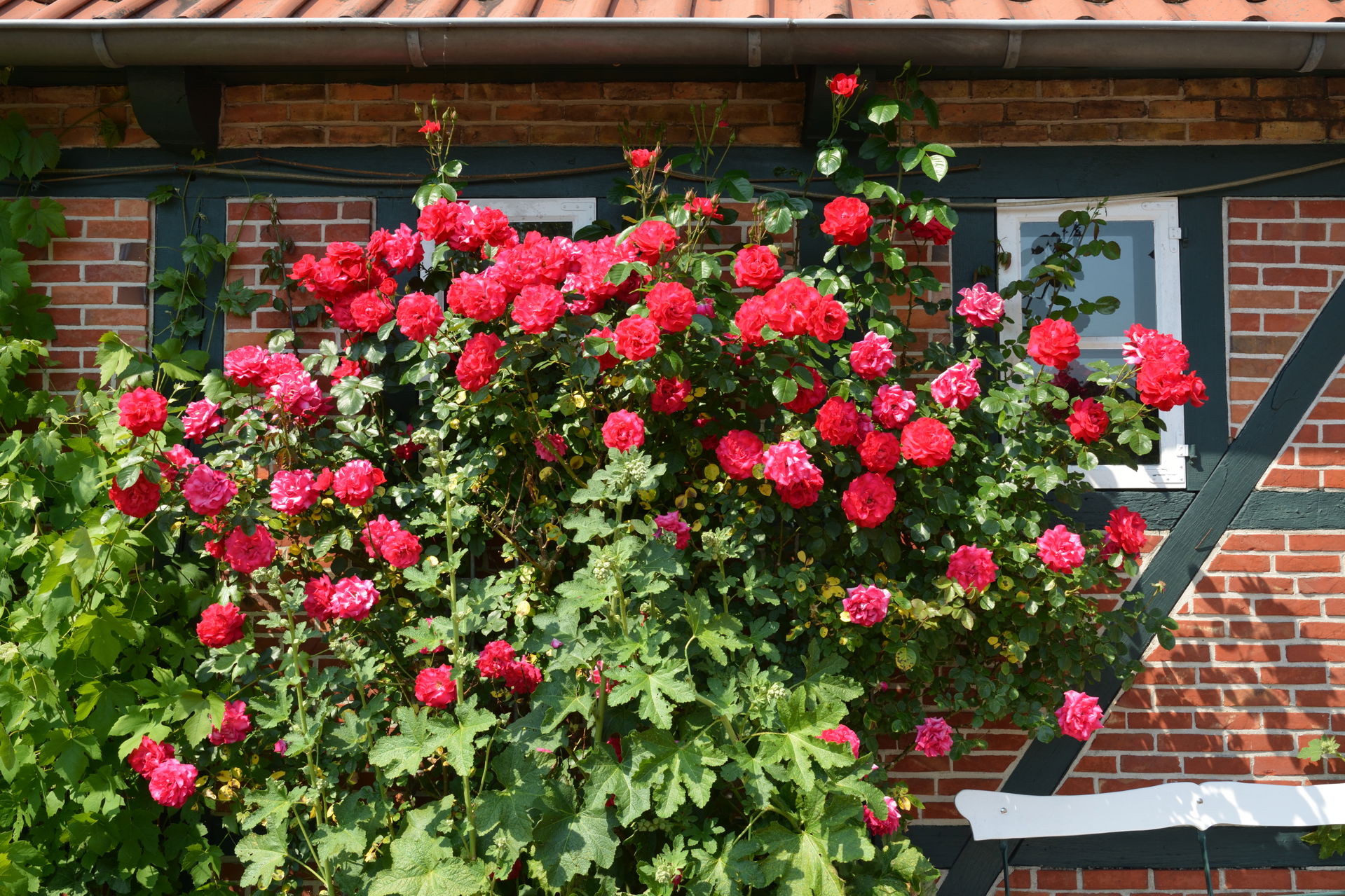 Impressionen aus dem Stadtmuseum Wedel.Rosen am Gartenhaus