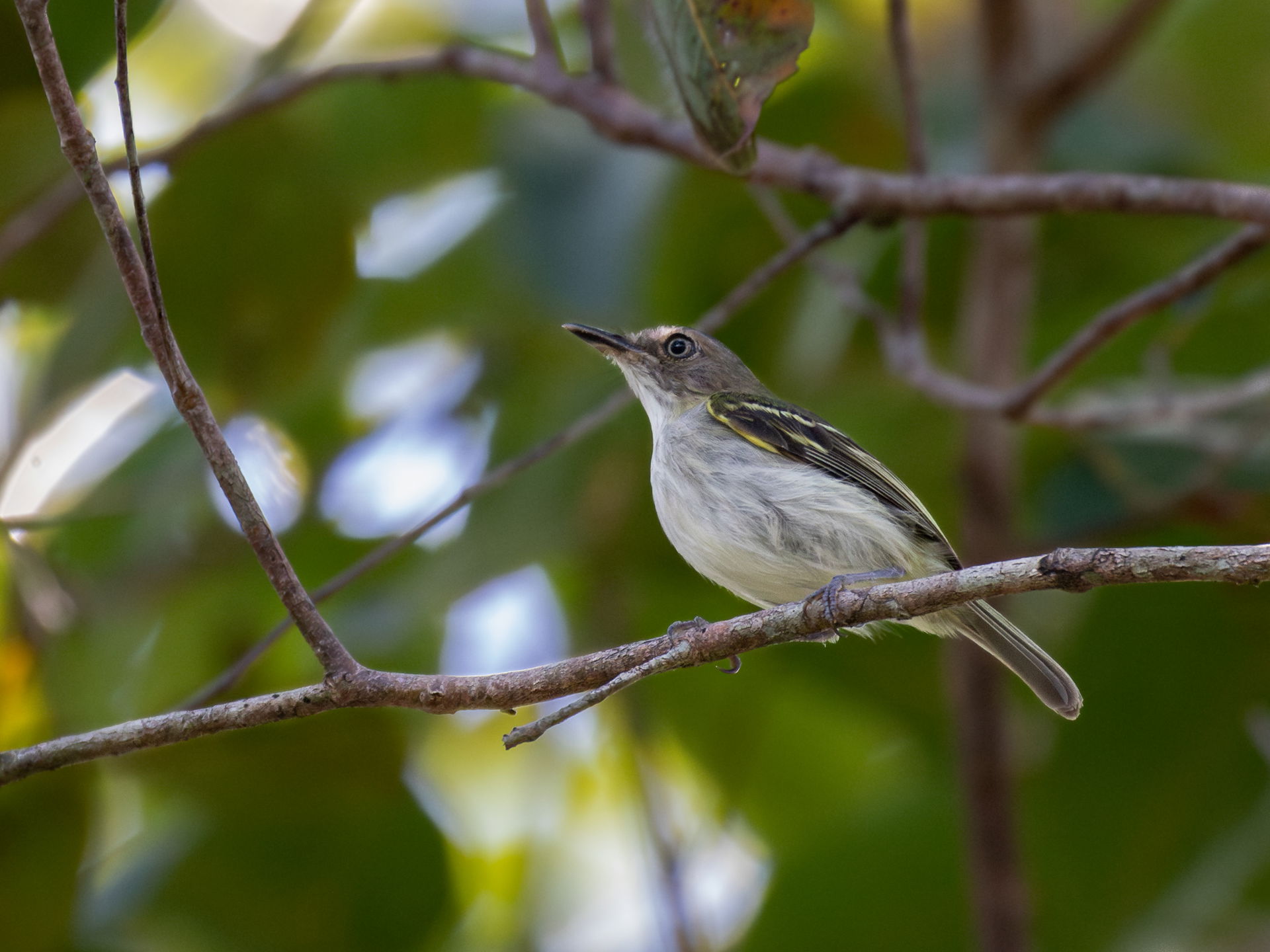 Buff-cheeked Tody-Flycatcher; Machadinho d'Oeste, Rondônia, Bra…