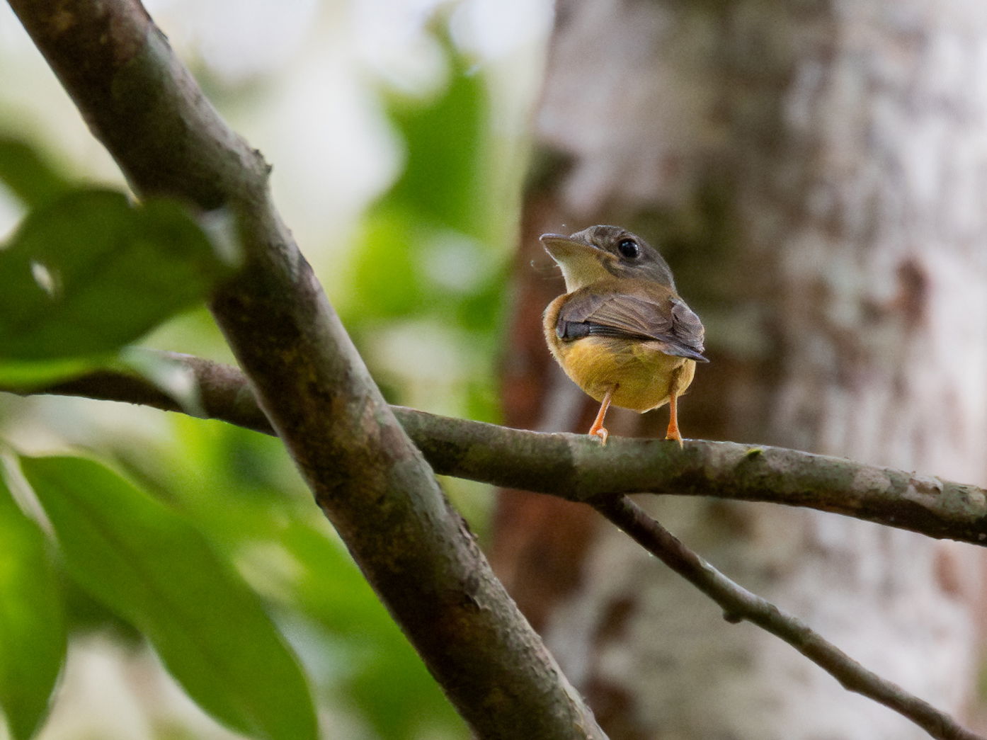 White-crested Spadebill; Machadinho d'Oeste, Rondônia, Brazil