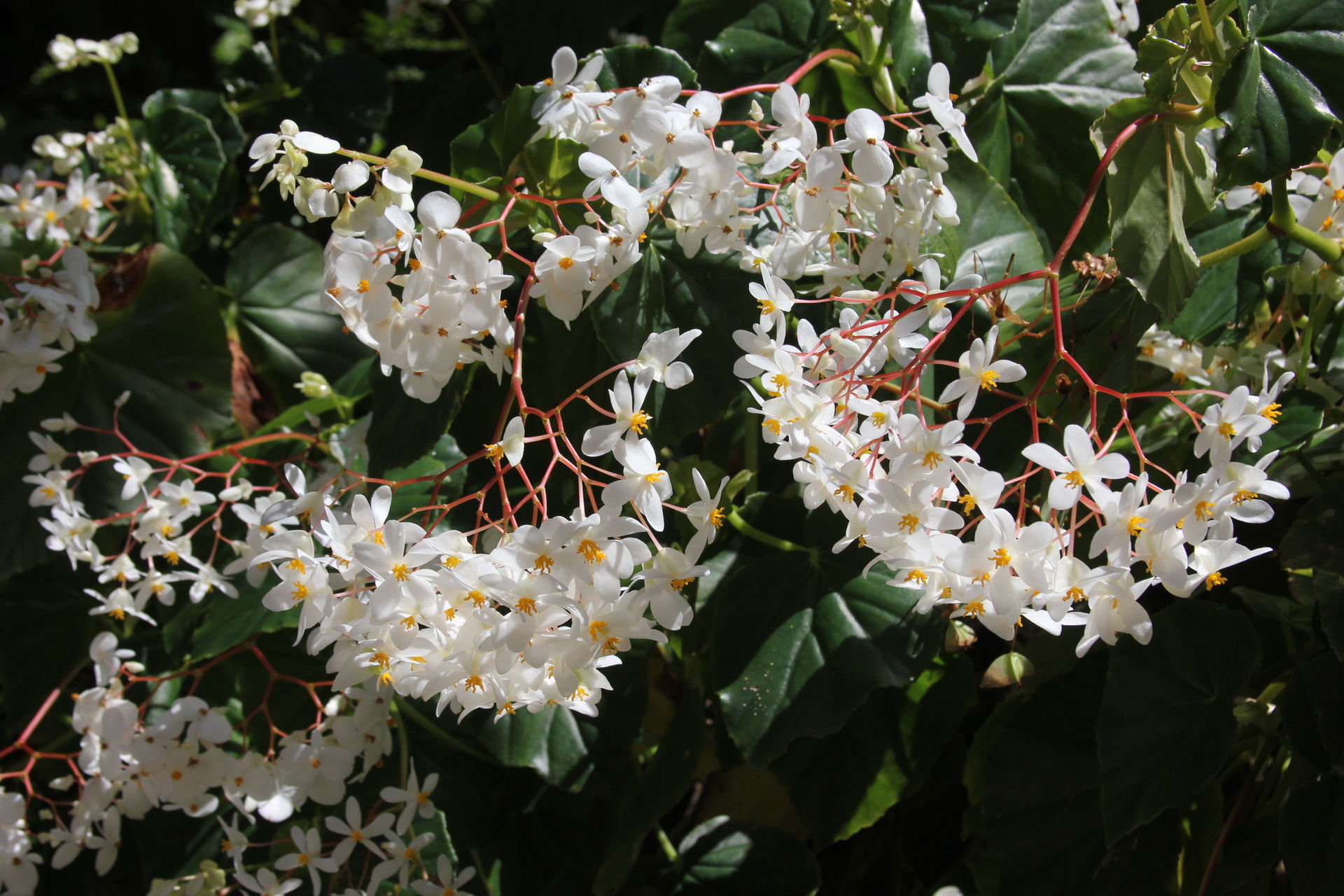 St Lucia Begonia grandis evansiana