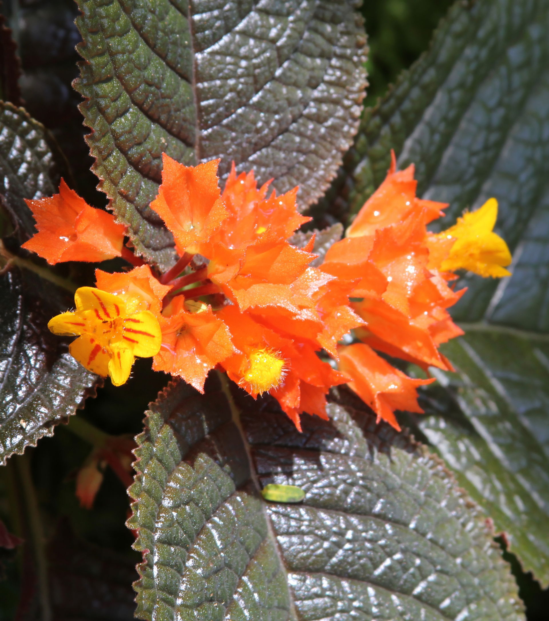 Sunset Bell flowers (Chrysothemis pulchella) on St. Lucia