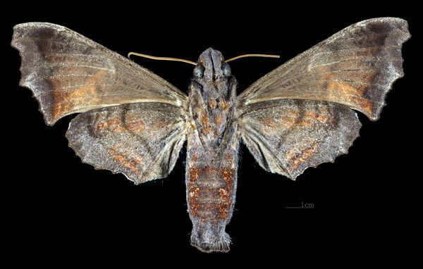 São Paulo de Olivença, Amazonas