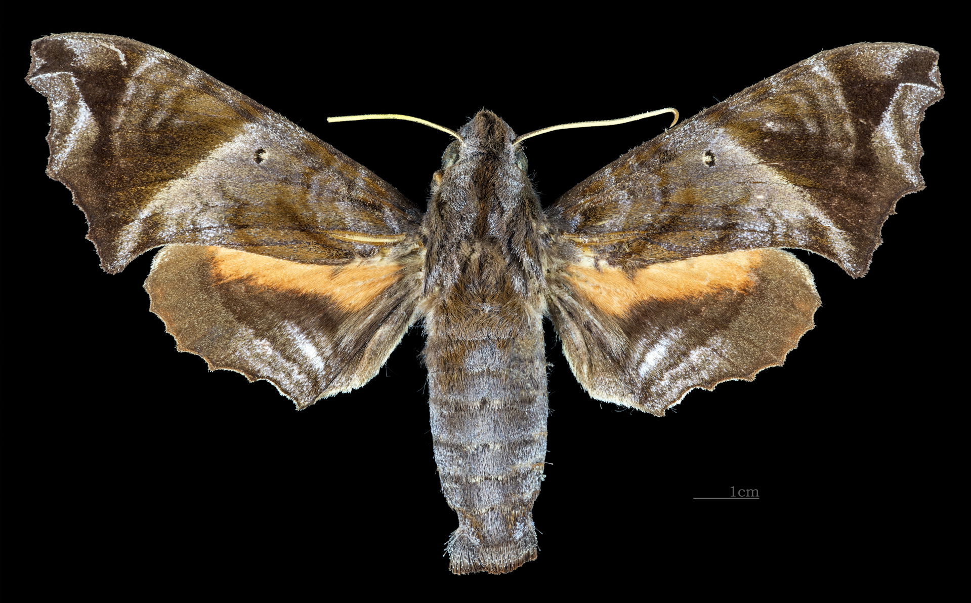 Nyceryx magna - Dorsal side
Collection of the Mathematician Lau…