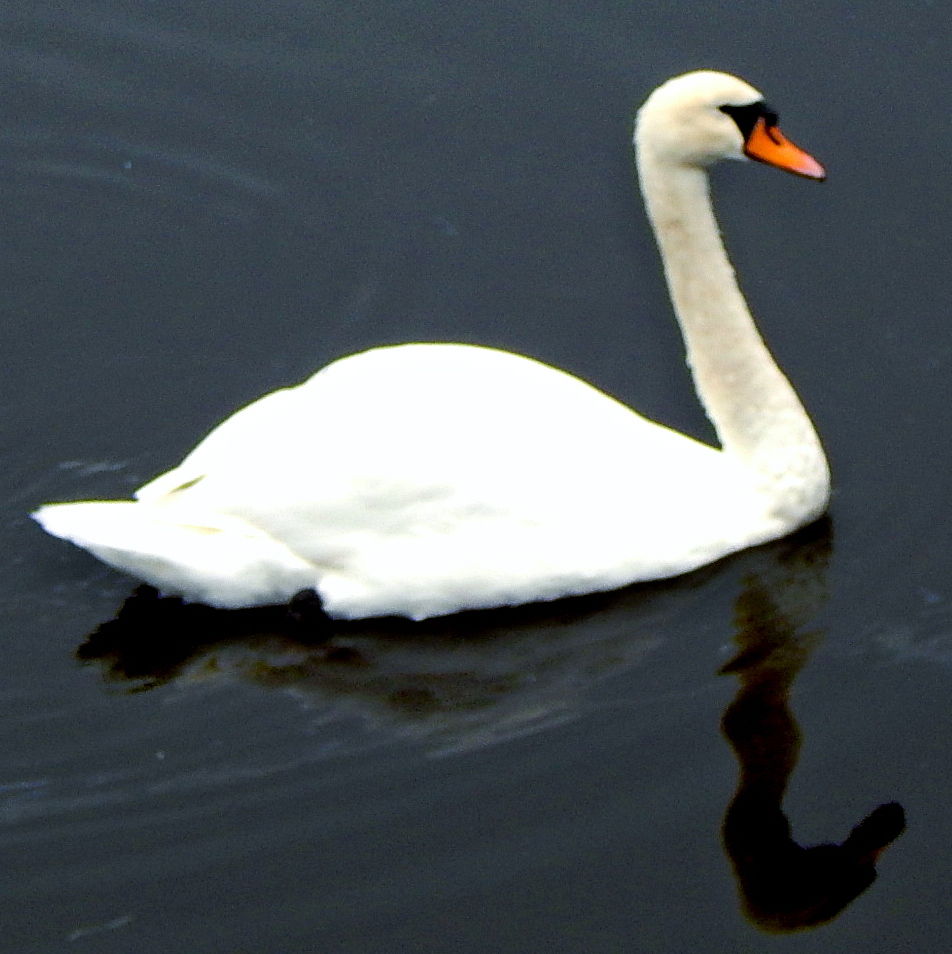 County Donegal - Donegal Town - Donegal Bay - White Swan