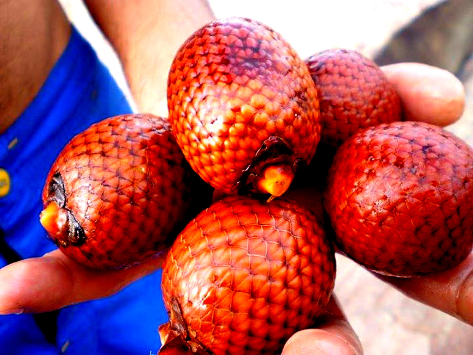 O termo buriti é a designação comum das plantas dos gêneros Mau…