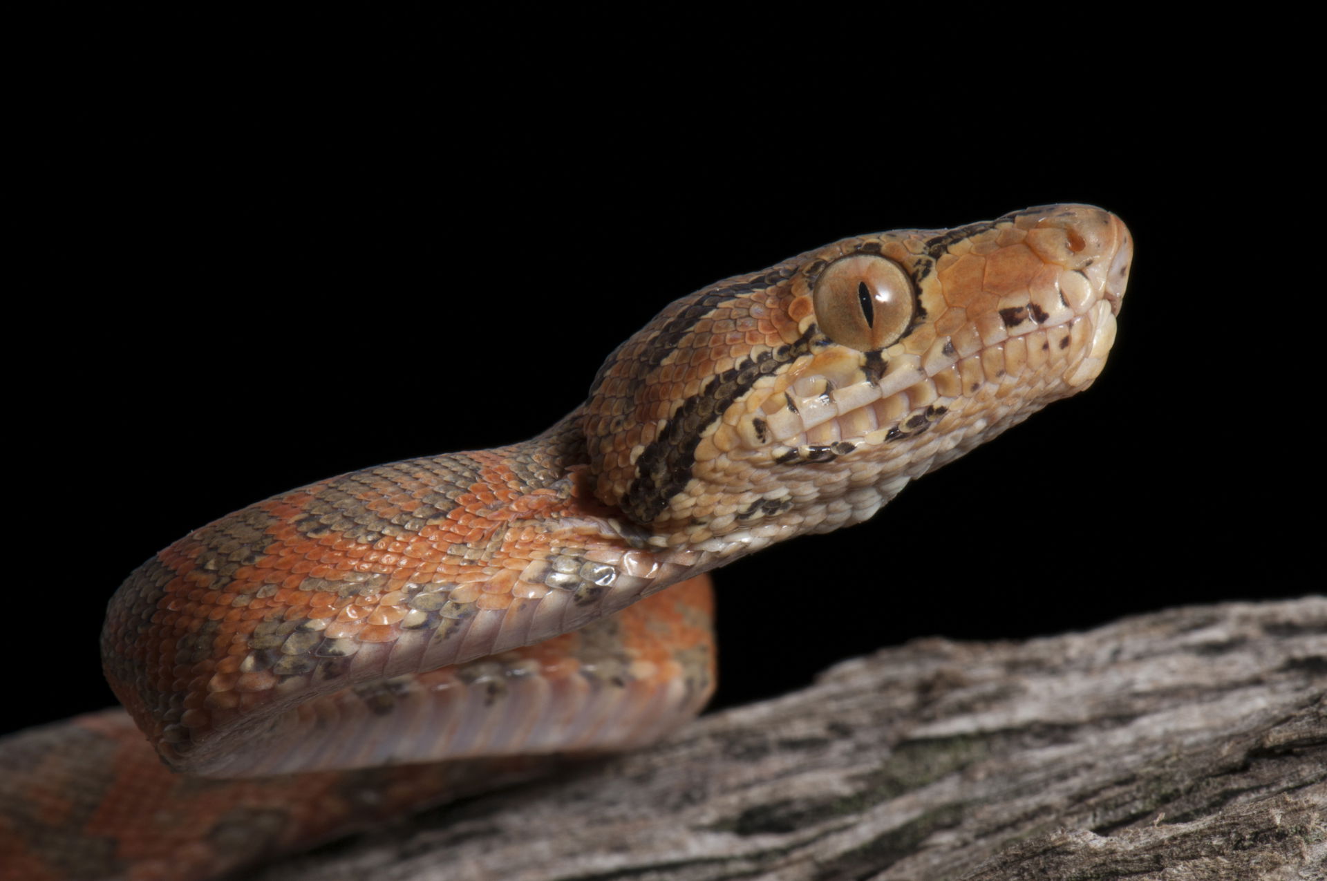 Suaçubóia - Corallus hortulanus - Espécie arborícola, com uma d…