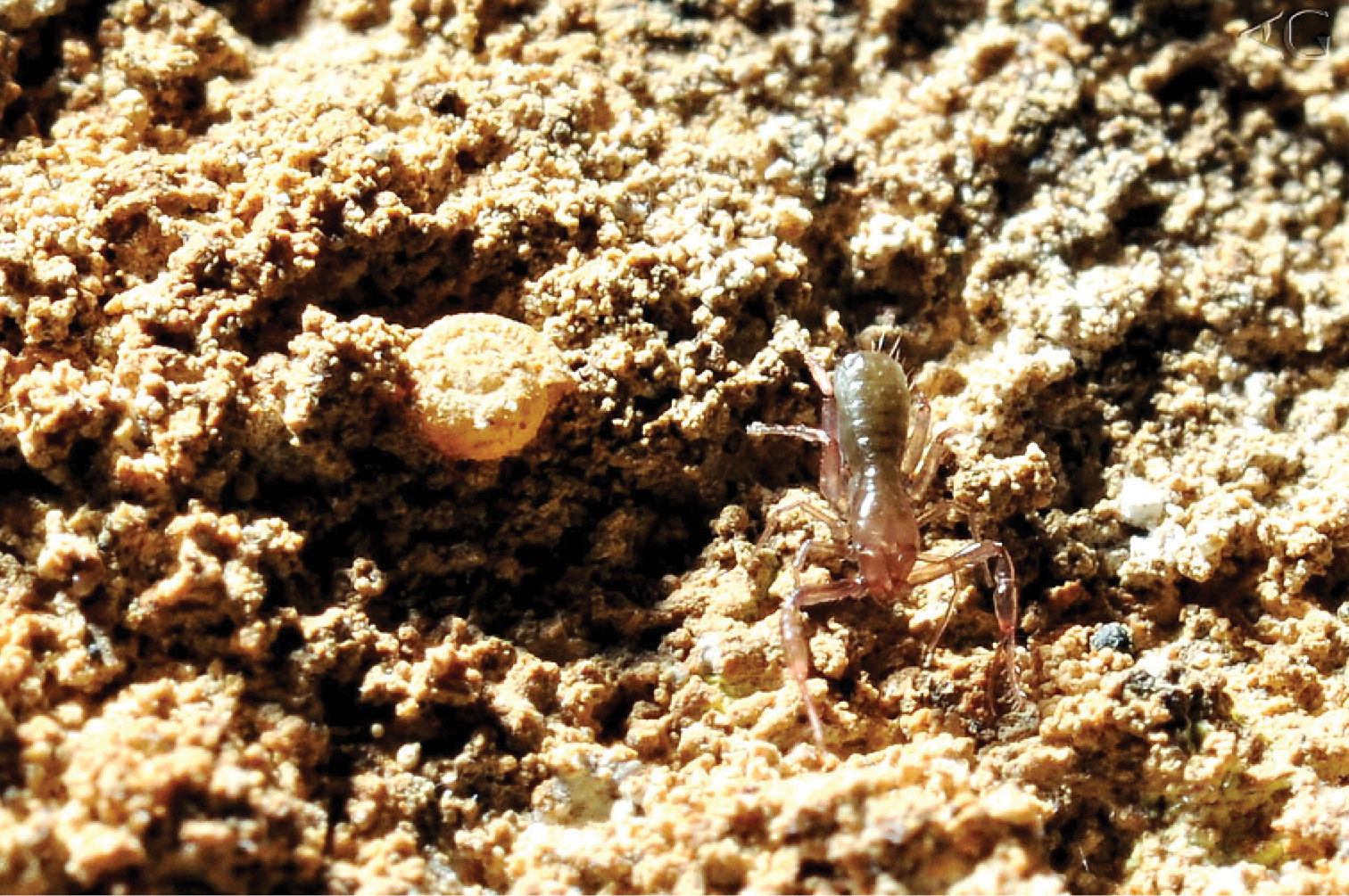 Figure 3; Holotype of Pseudochthonius ramalho sp. nov. in natur…