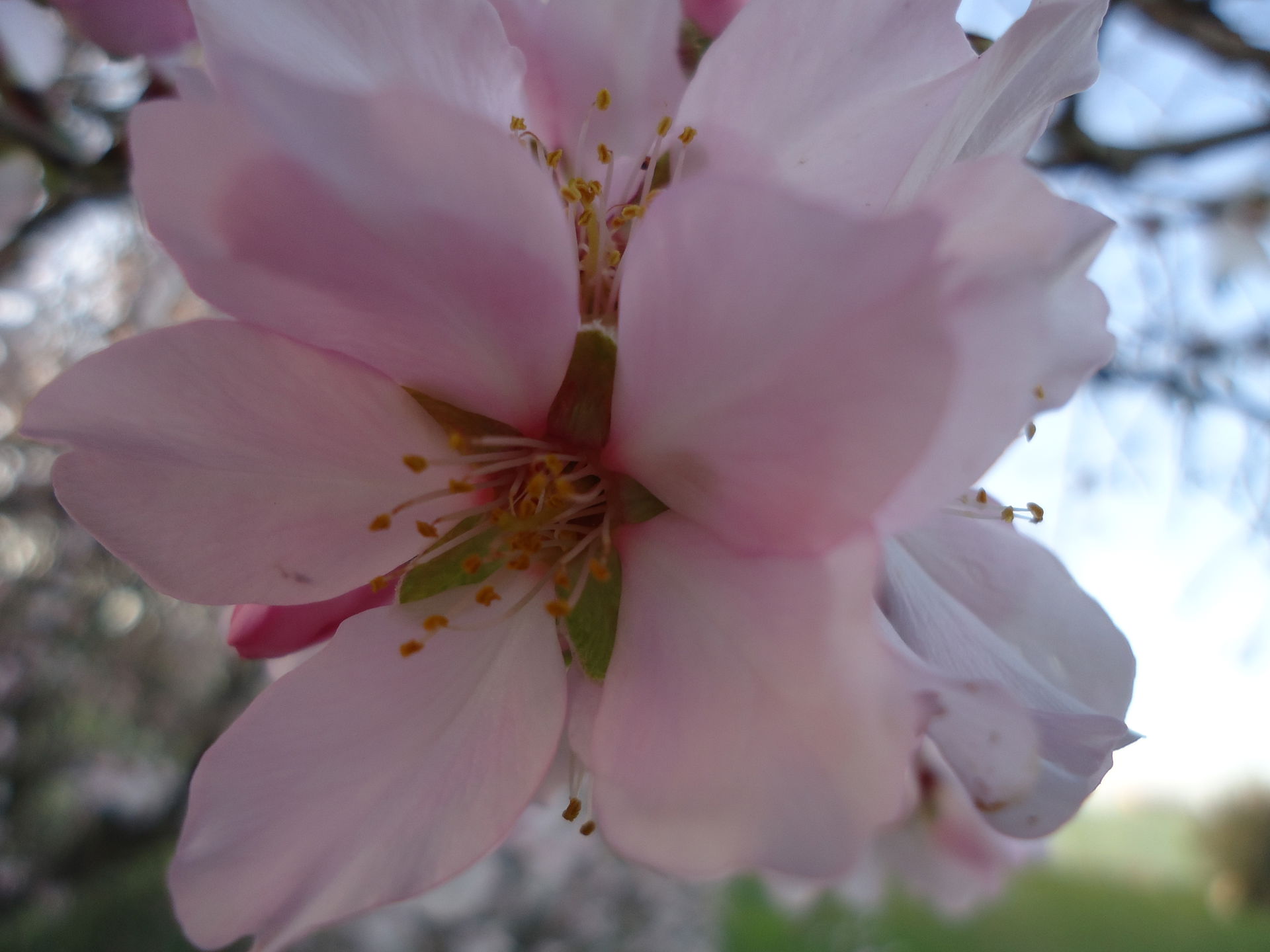 almond flower picked in Libya, Tripoli, Janzour