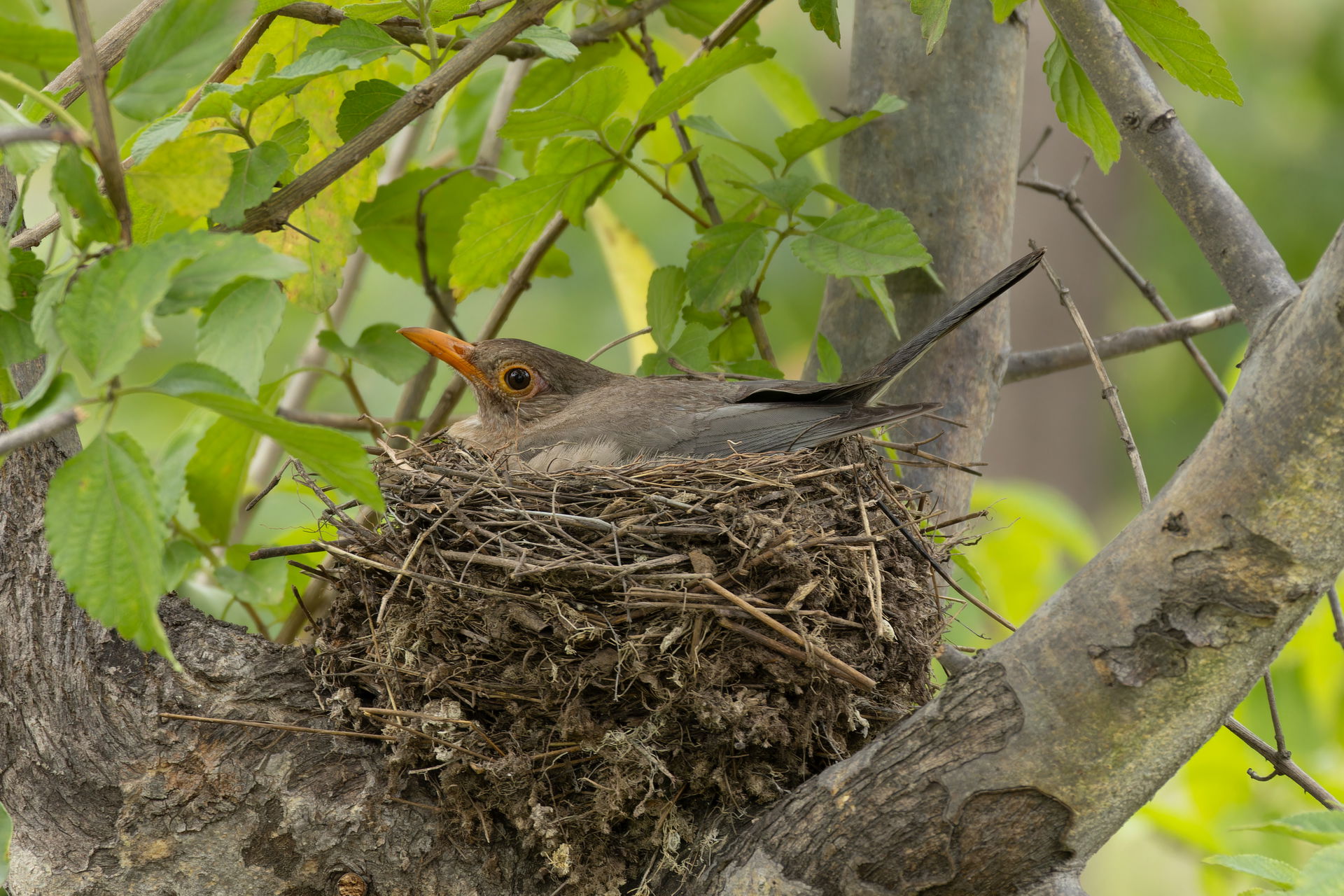 Turdus simillimus (Indian Blackbird) in Saswad, Maharashtra, In…