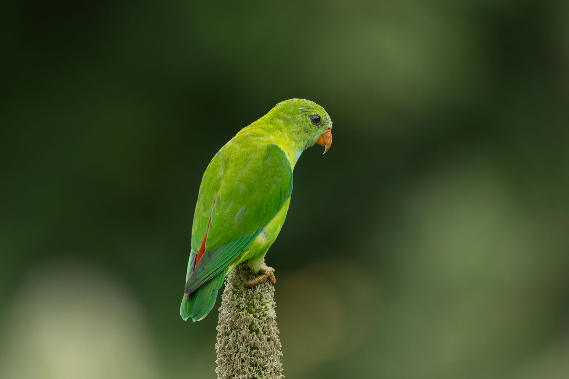 Loriculus vernalis (Vernal Hanging-Parrot) in Saswad, Maharasht…